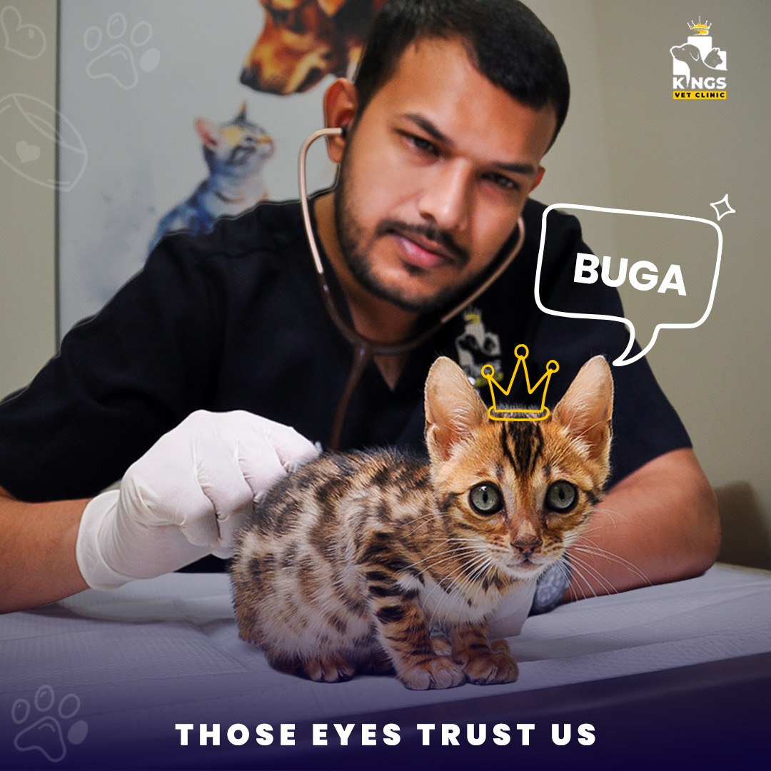 Kings Vet Clinic | Dubai