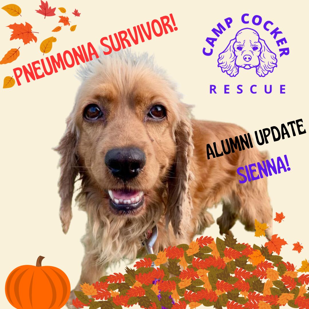 Where are they now? Alumni update! 🧡... - Camp Cocker Rescue