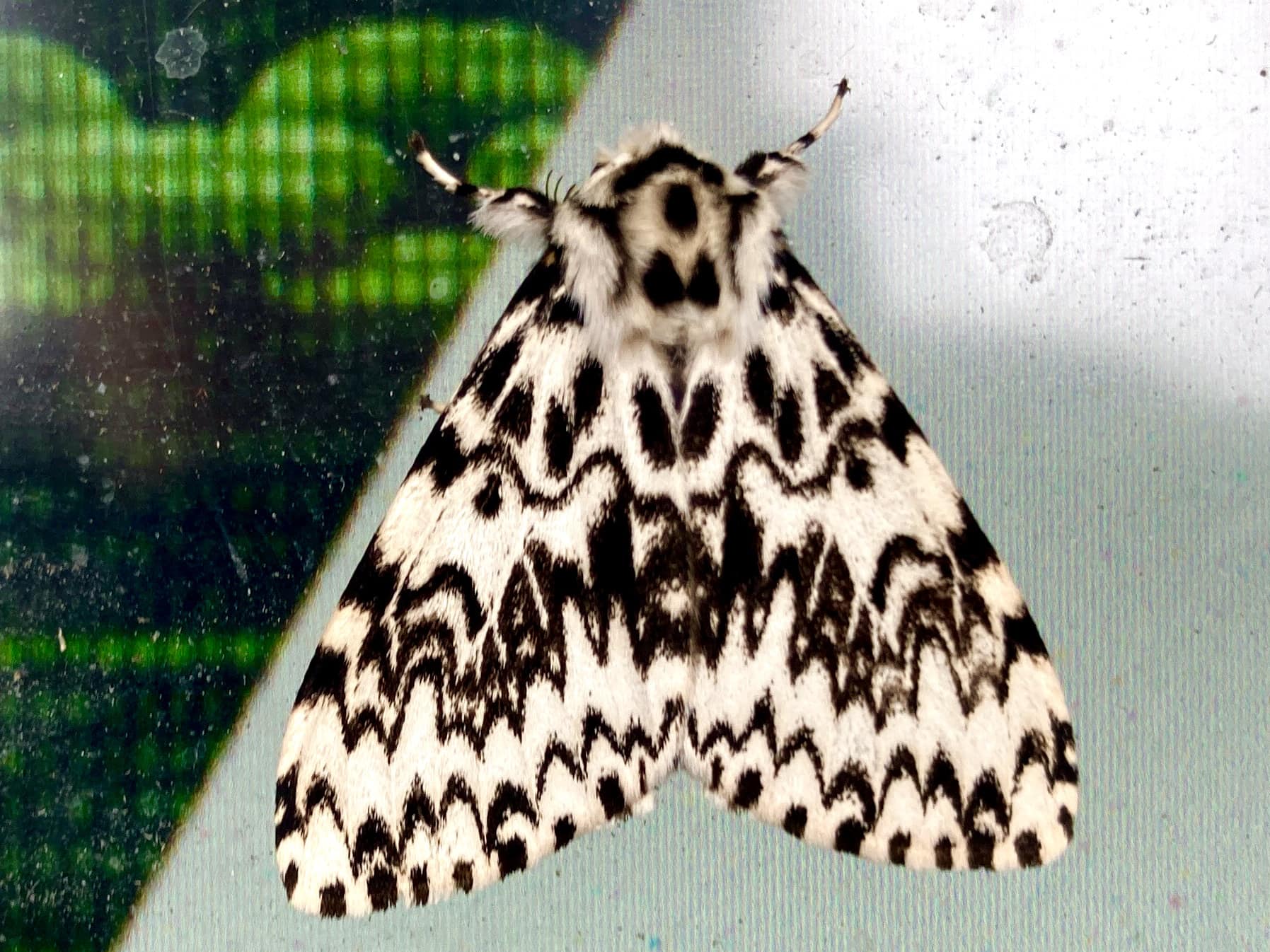 Stunning moth I saw earlier this year. Black Arches I believe.