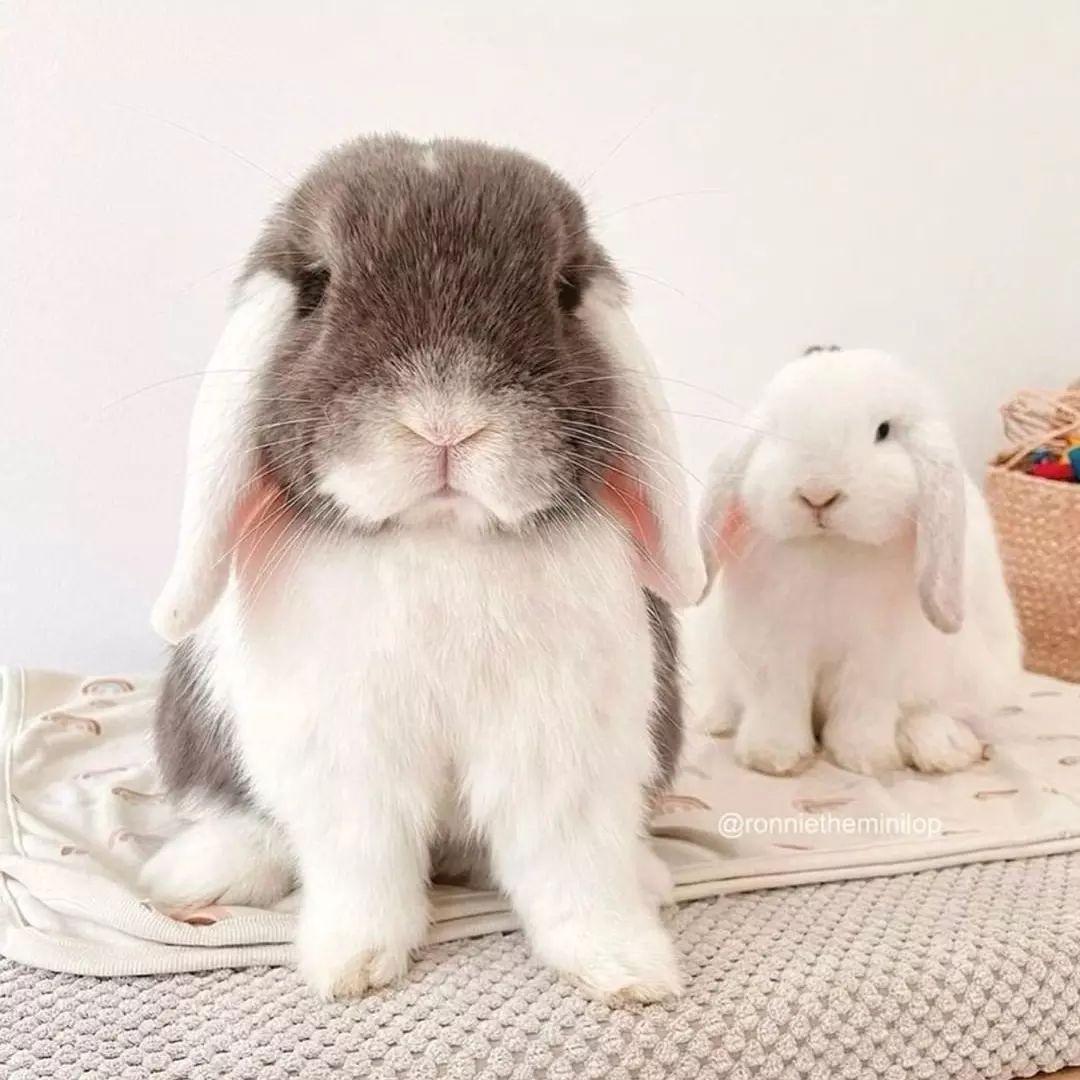 I'm not going to get a kiss 😥😥 cuz... - Rabbit Lover In USA | Facebook