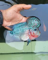 Azad Fisheries - Azad Fisheries added a new photo.