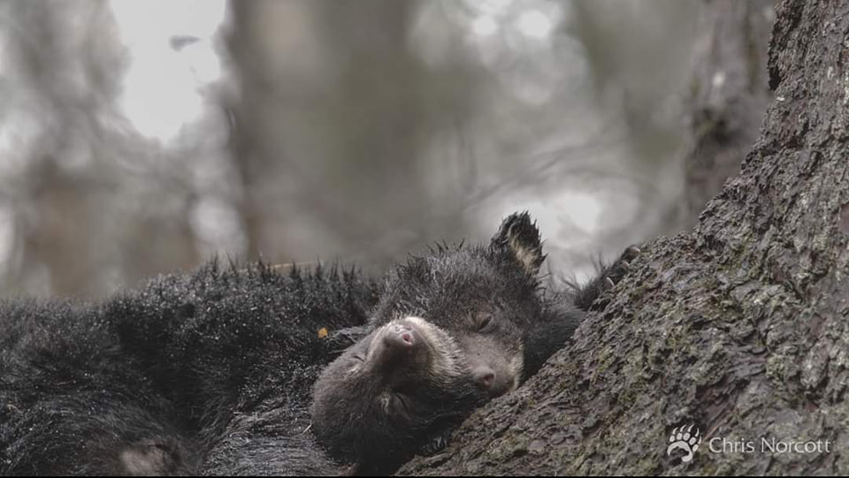 Grizzly - Zoom in to see these two precious sleepy heads sprawled over ...