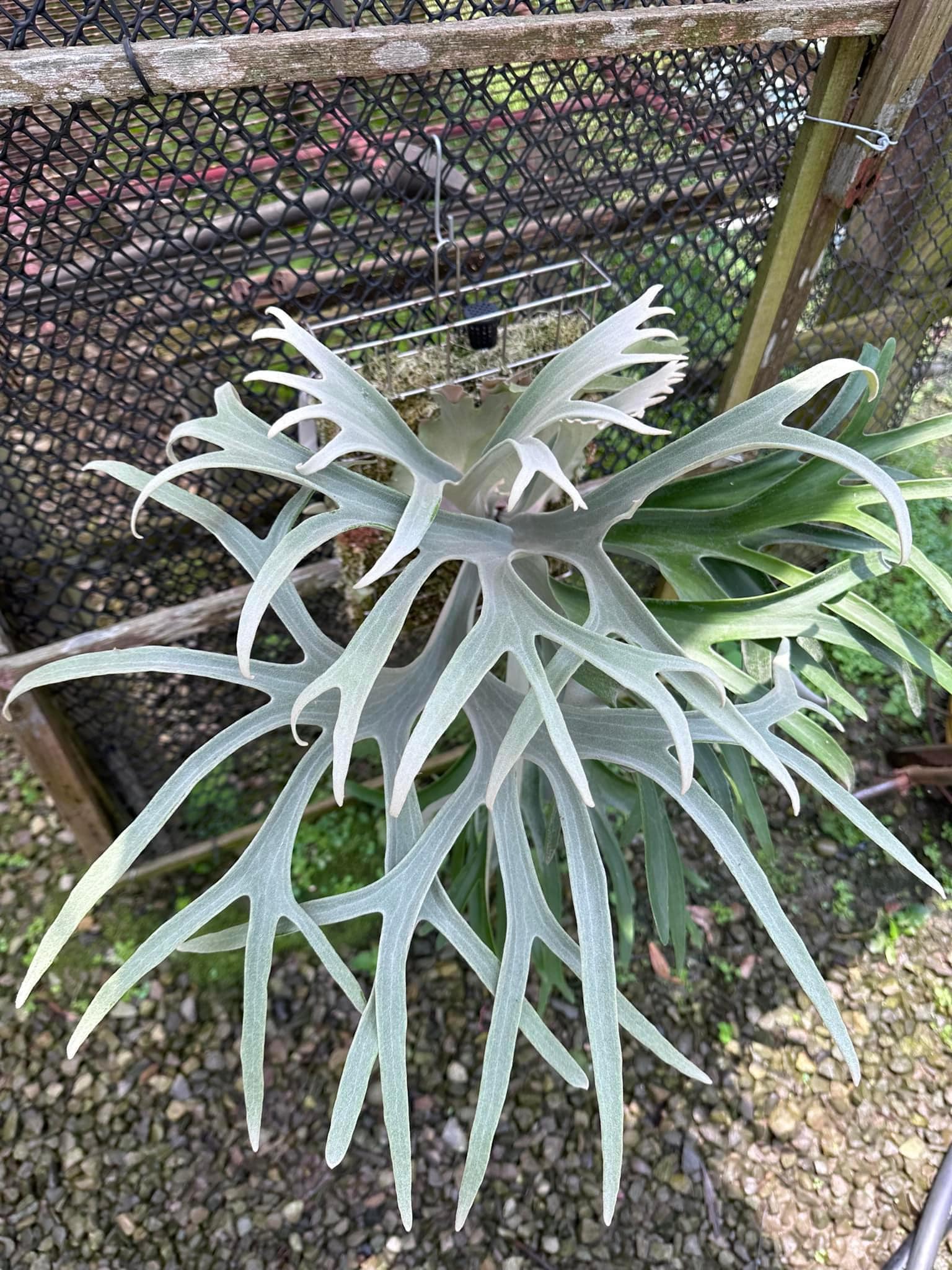 P.willinckii snow moon 雪月#poval #tuoyuanjue #platycerium