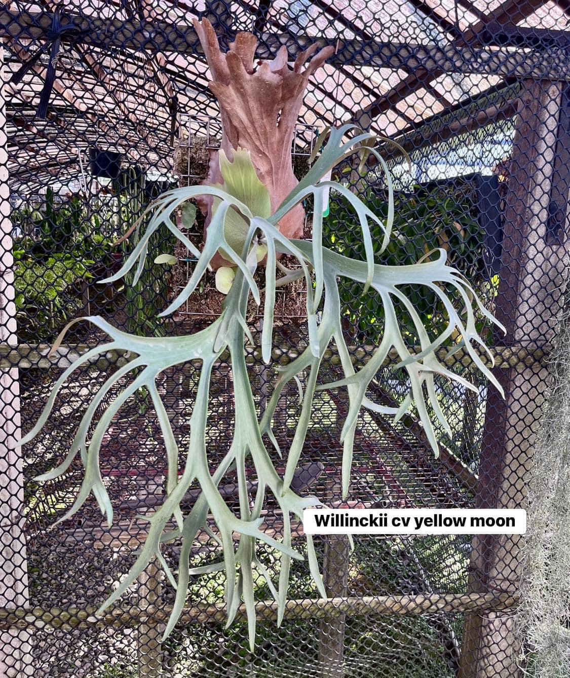P.willinckii snow moon 雪月#poval #tuoyuanjue #platycerium