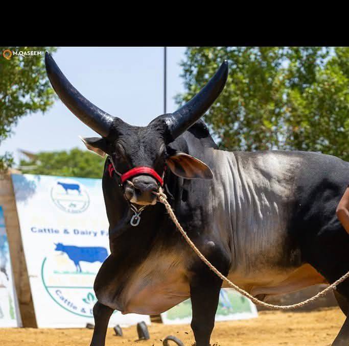 Al Rayyan Cattle & Dairy Farms