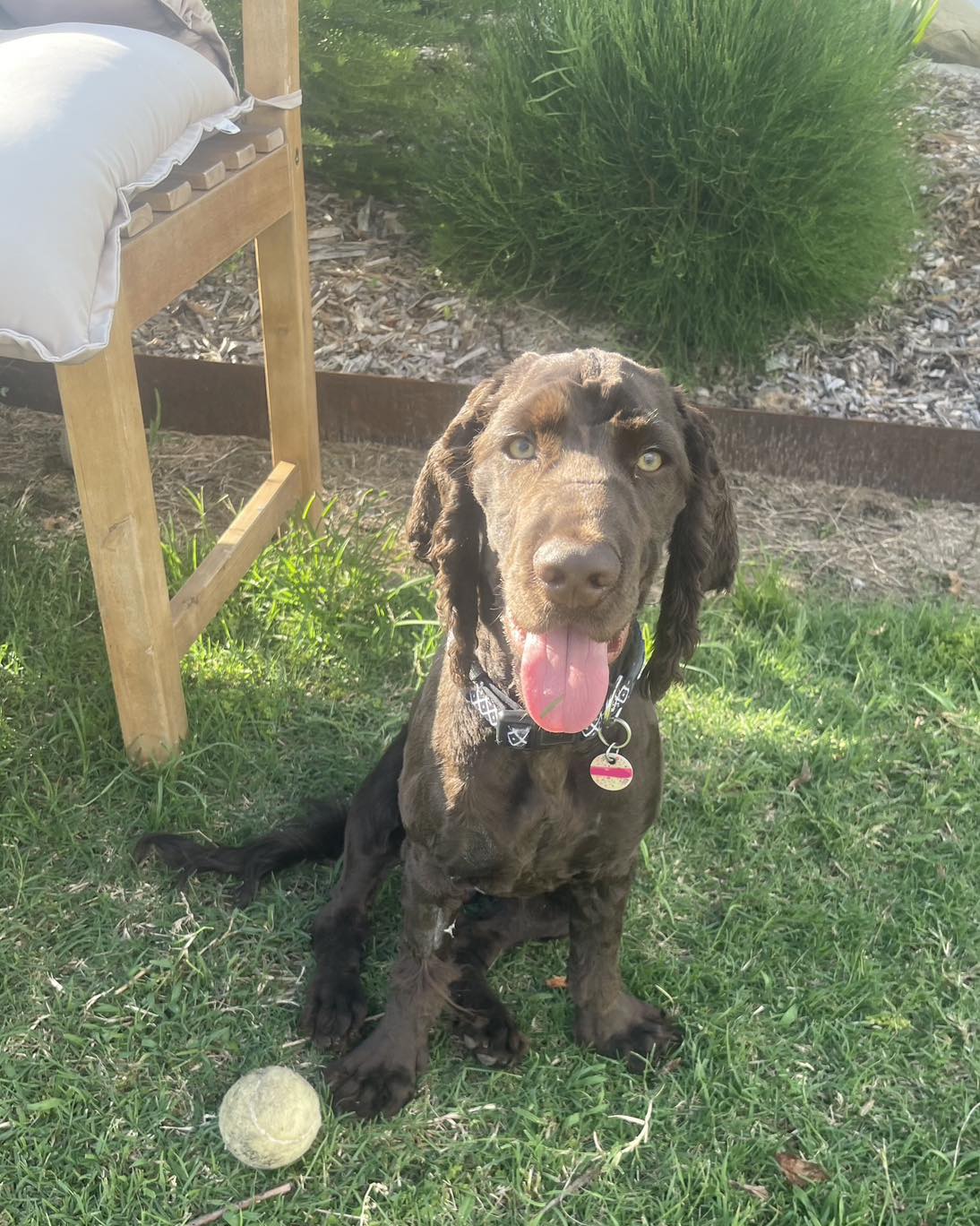 UPDATE### Beau has... - Cocker Spaniel Rescue QLD inc
