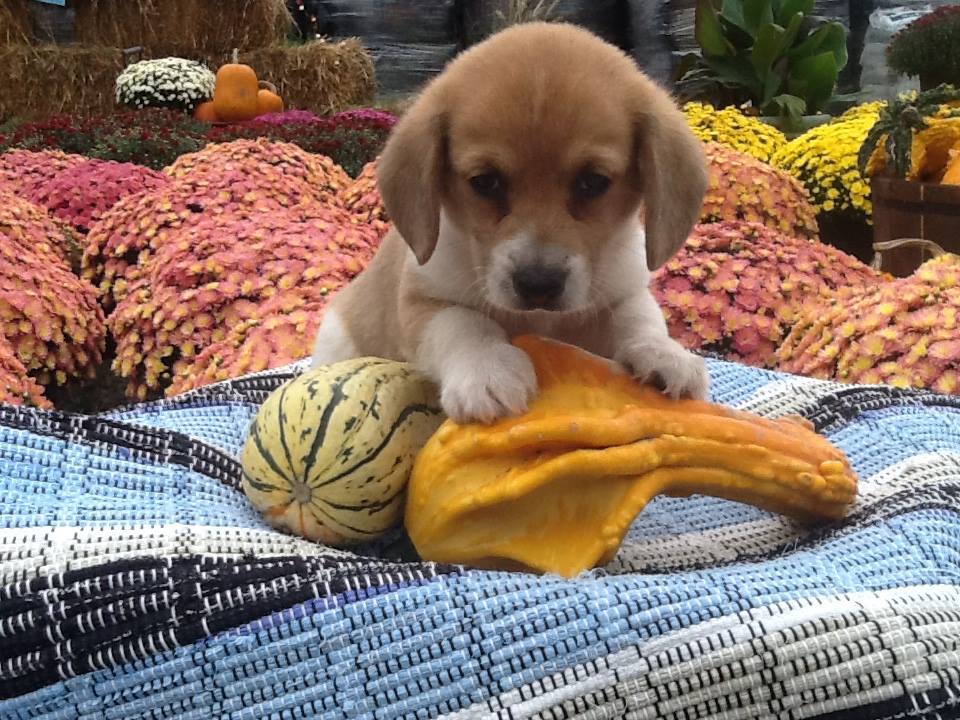Corgles, Corgles,... - Ozark Area Hand Raised Puppies