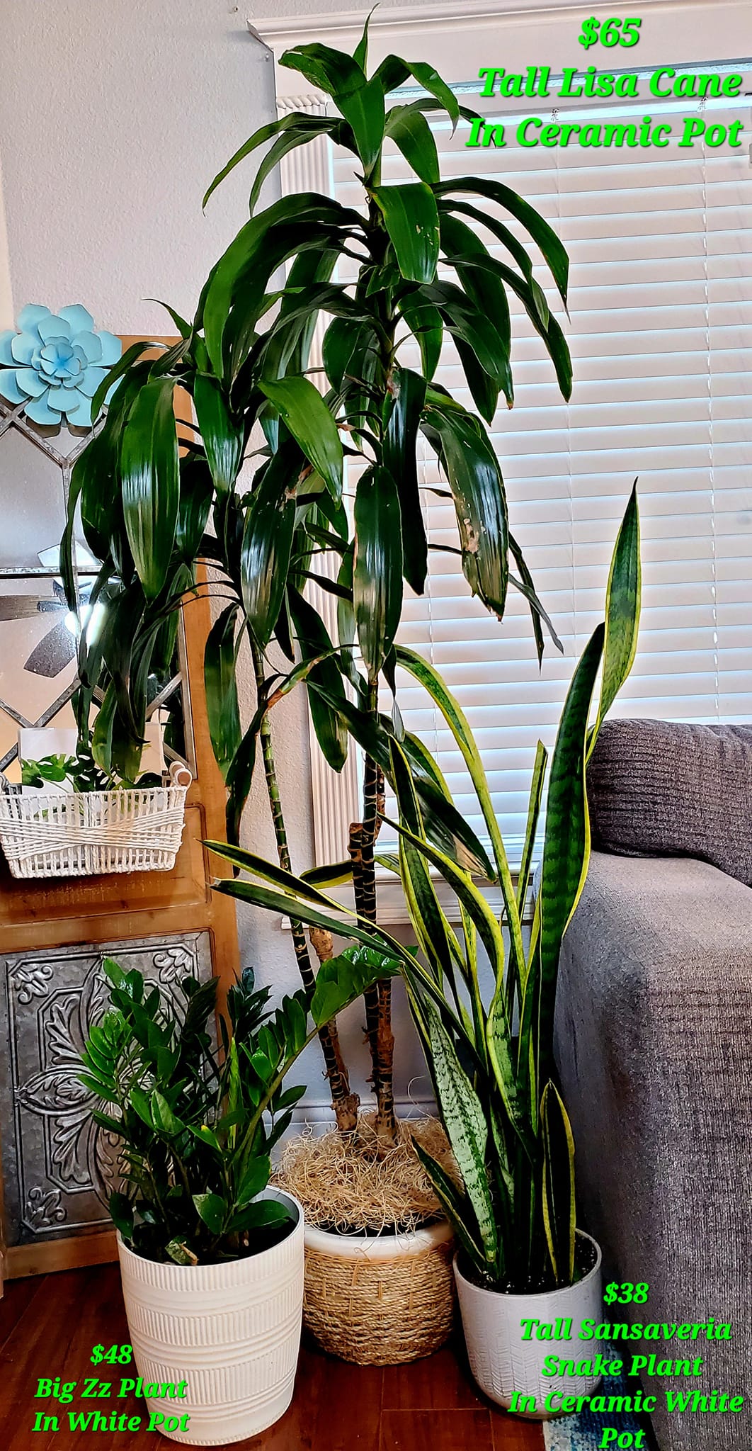 The Plant Vault - 💚 Lisa Cane Tree (Nickname Corn Plant)... | Facebook