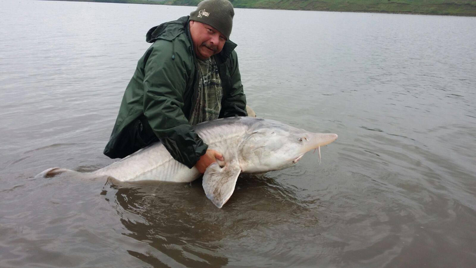 Beluga-Stör-Fischen am Raduta... - BFT Fishing Tackle | Facebook