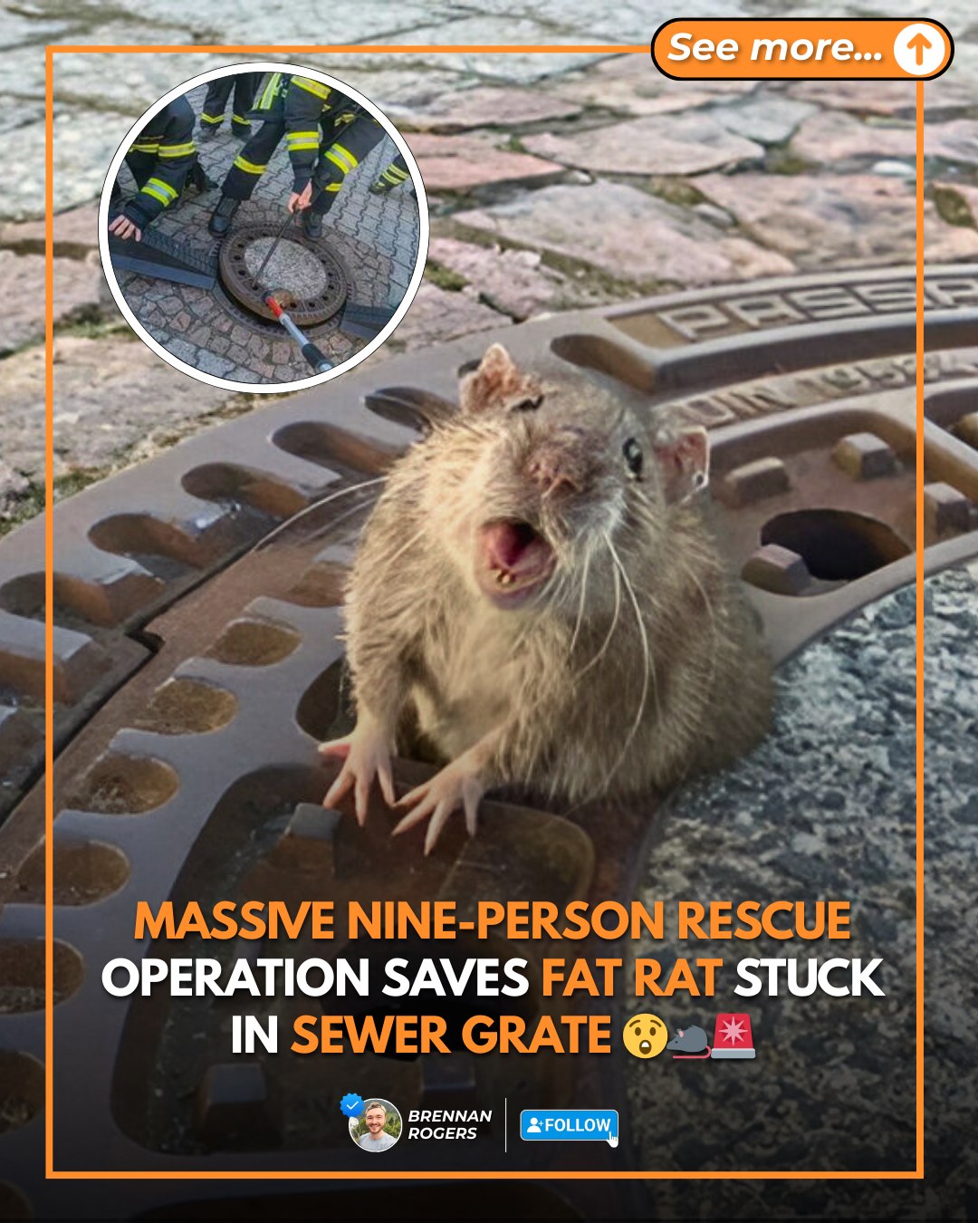 It took about eight firefighters and an animal expert to put this