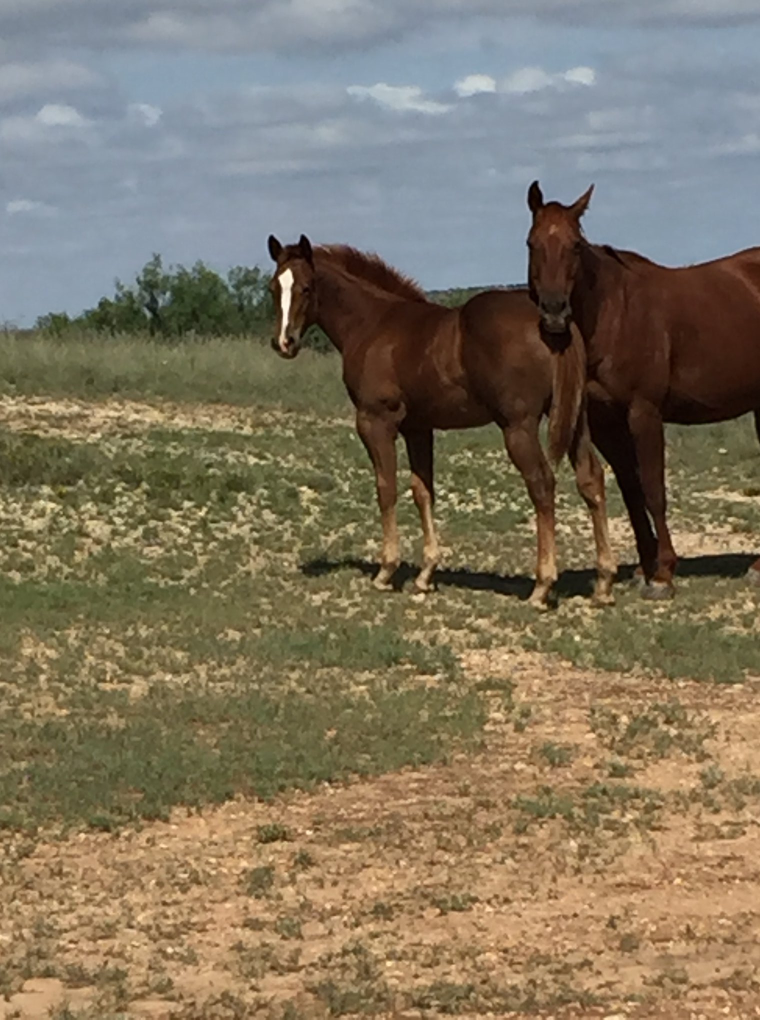 Spade Ranches, LTD. | Lubbock TX
