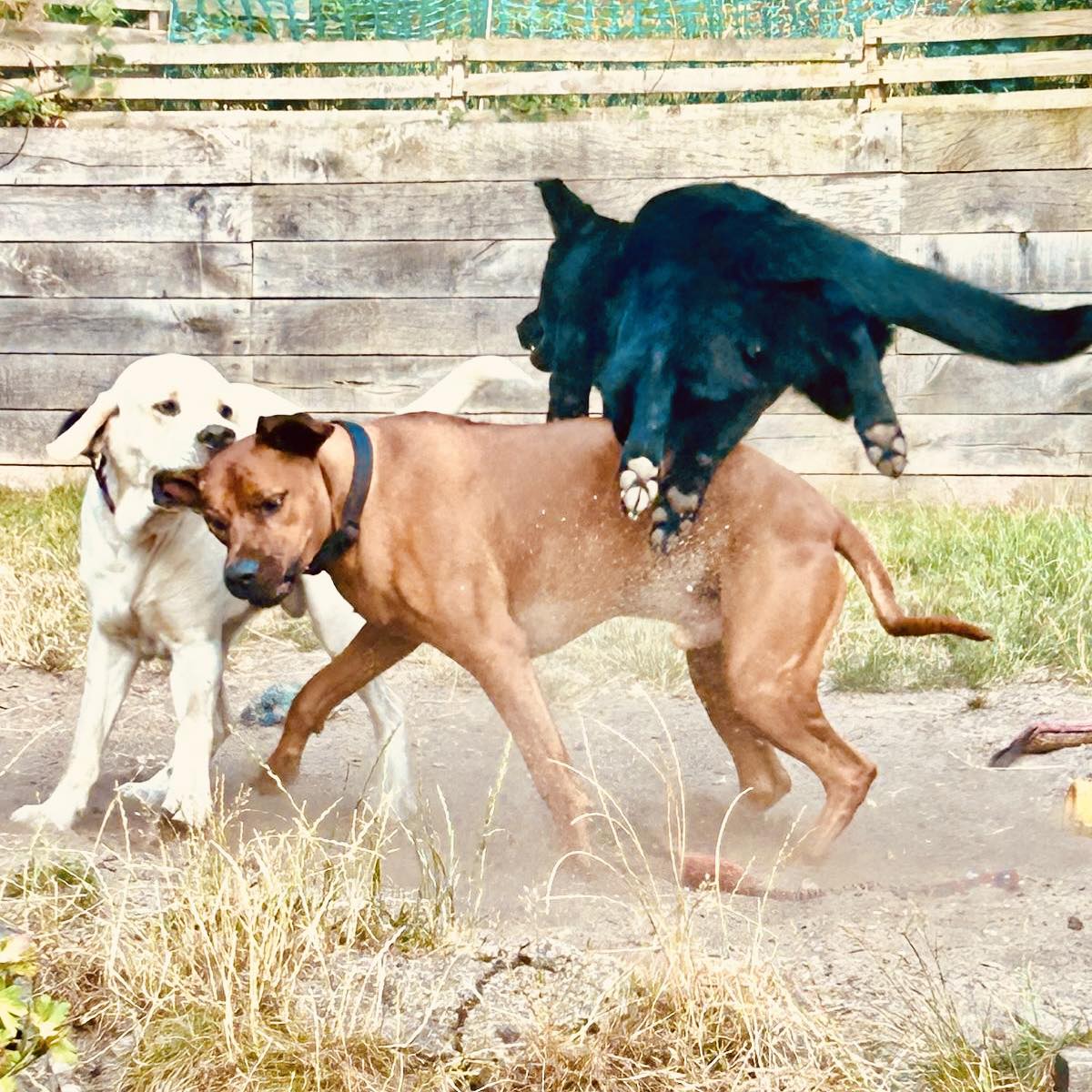 #ridgebacksrule #toypoodle #rescuedoglife ️ #farnhamdogwalker # ...