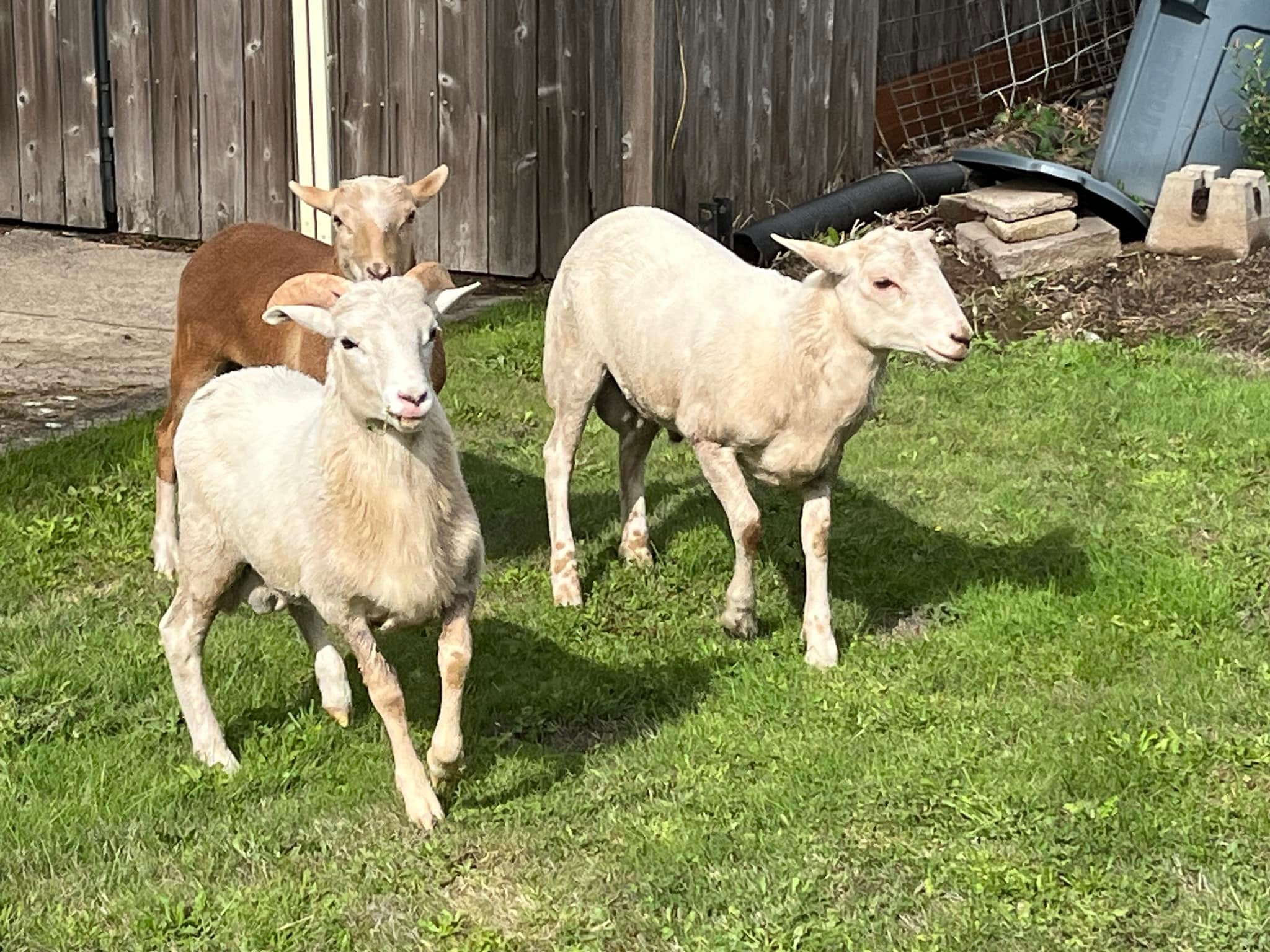 Who owns the lost sheep near highway in Franklin County?