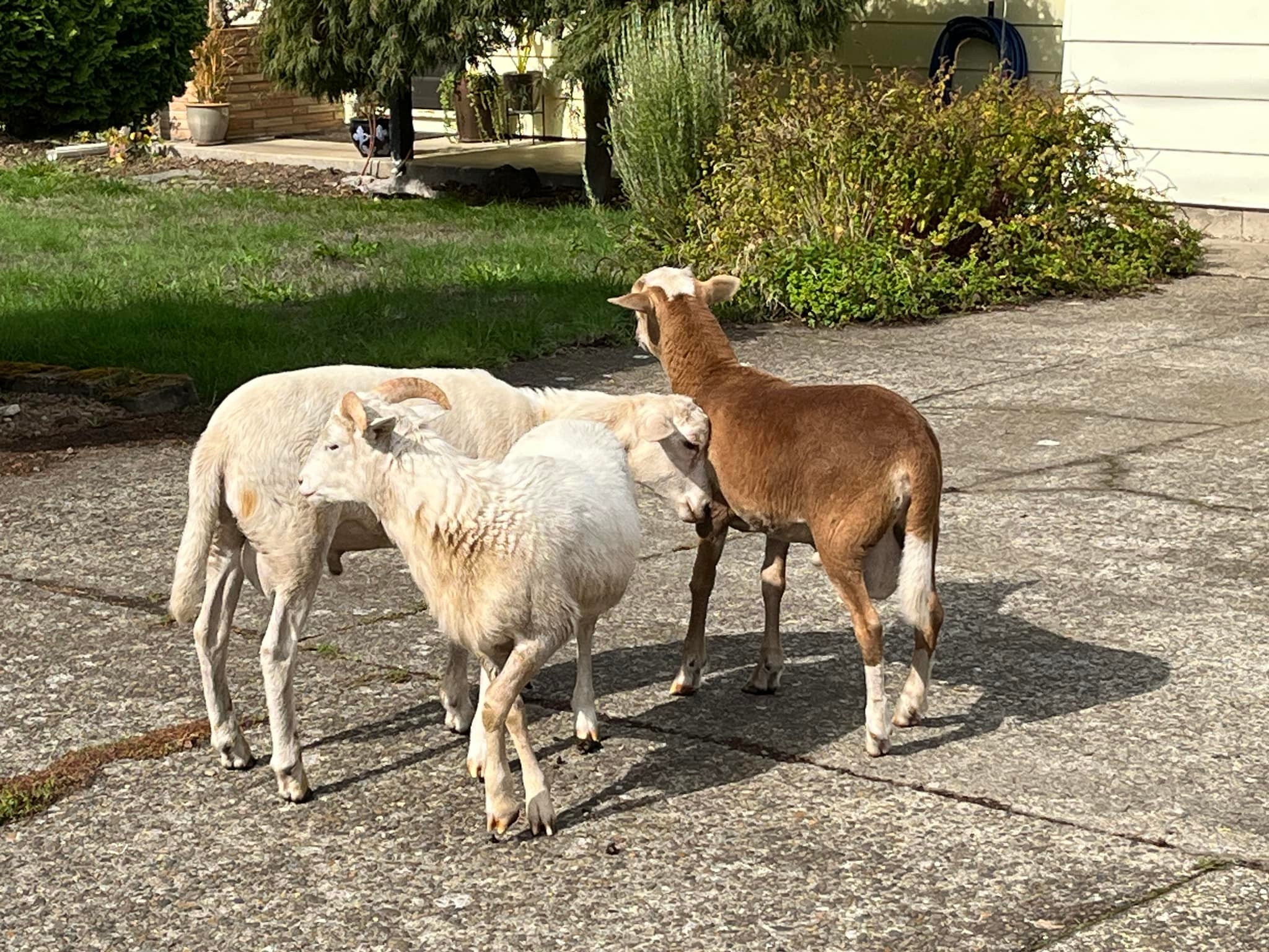 Who owns the lost sheep near highway in Franklin County?