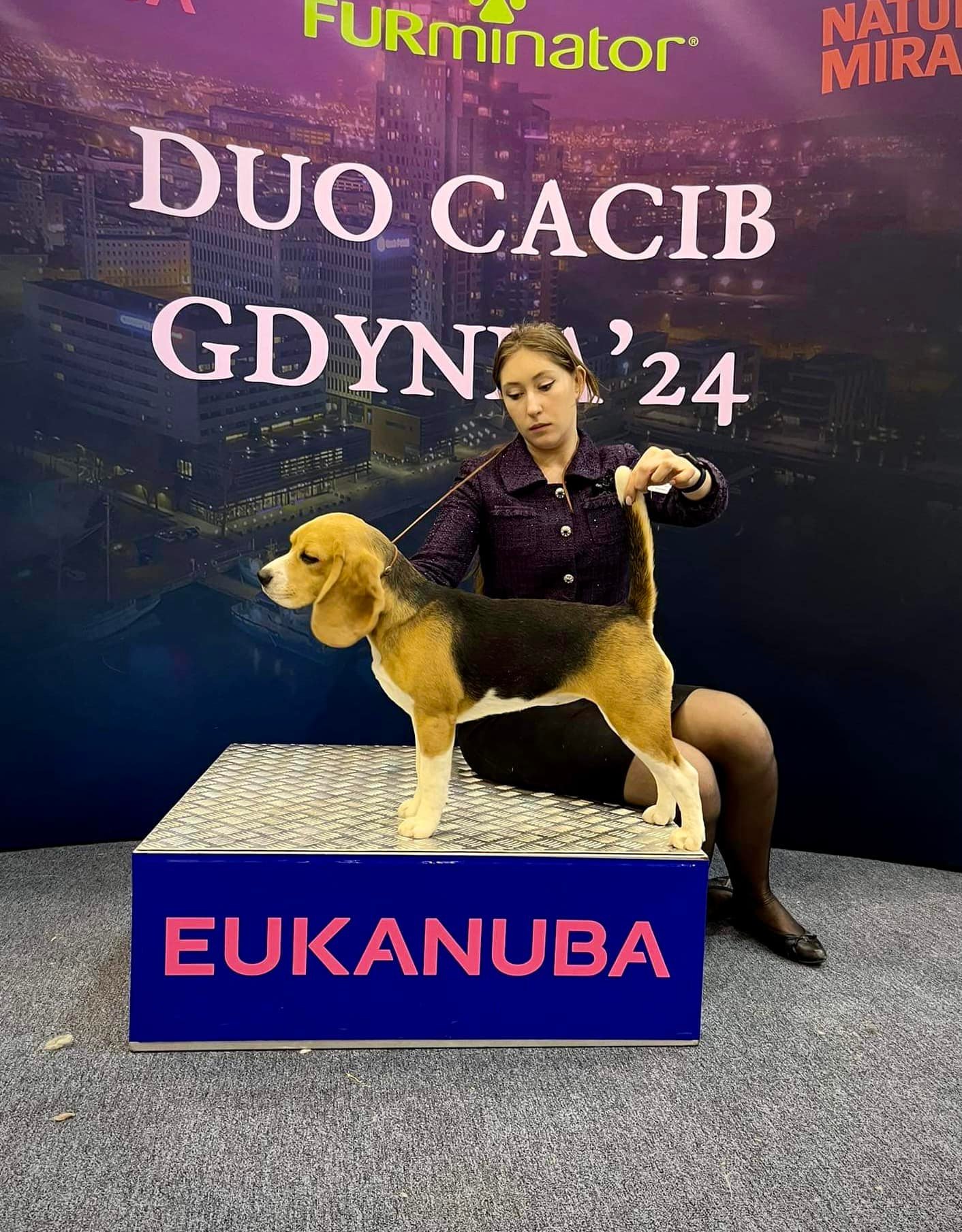 Australian shepherd wins polish champion title