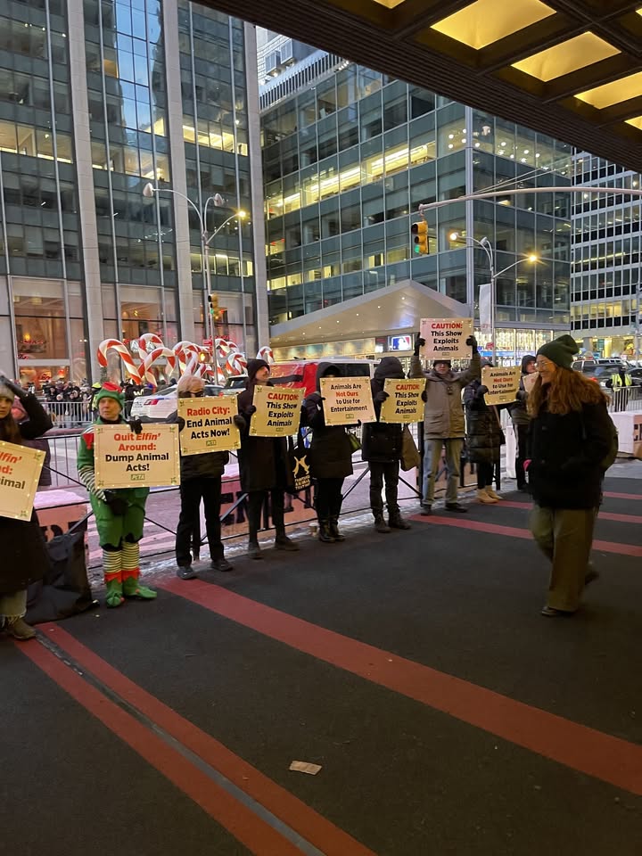 NYC: Protest Radio City Music Hall for Using Live Animals!