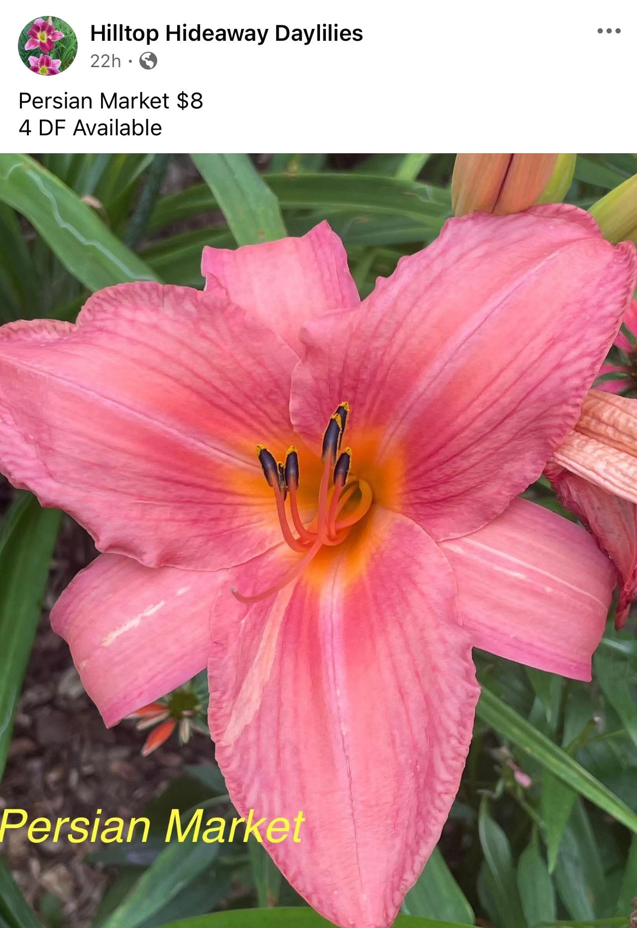 HillTop Hideaway Farm & Garden | Knoxville TN