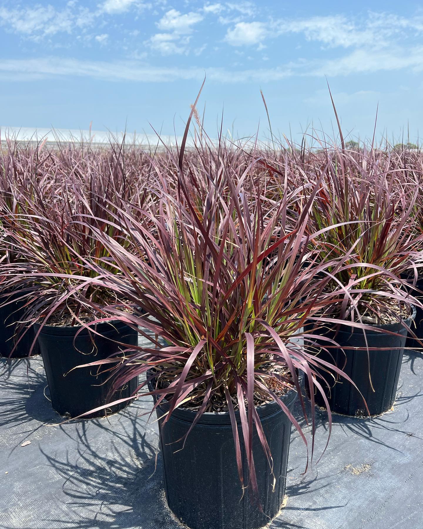 Purple Fountain Grass is a colorful... - Creekside Nursery