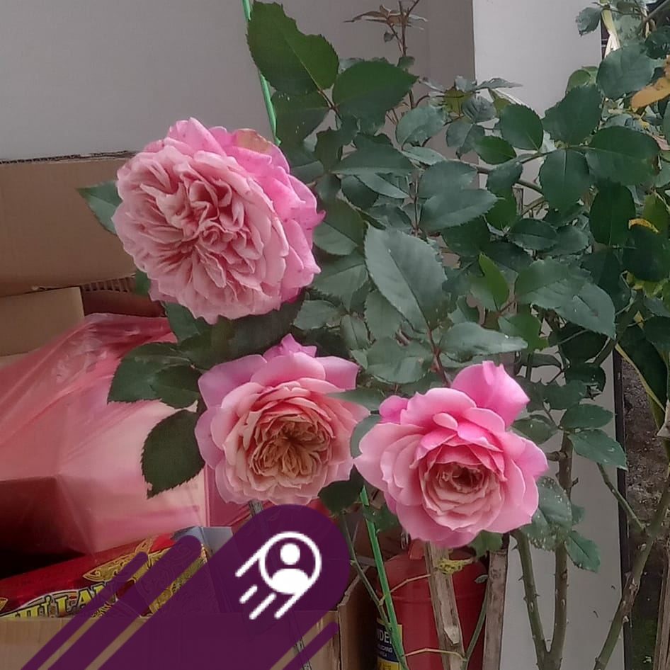 Masora Rose