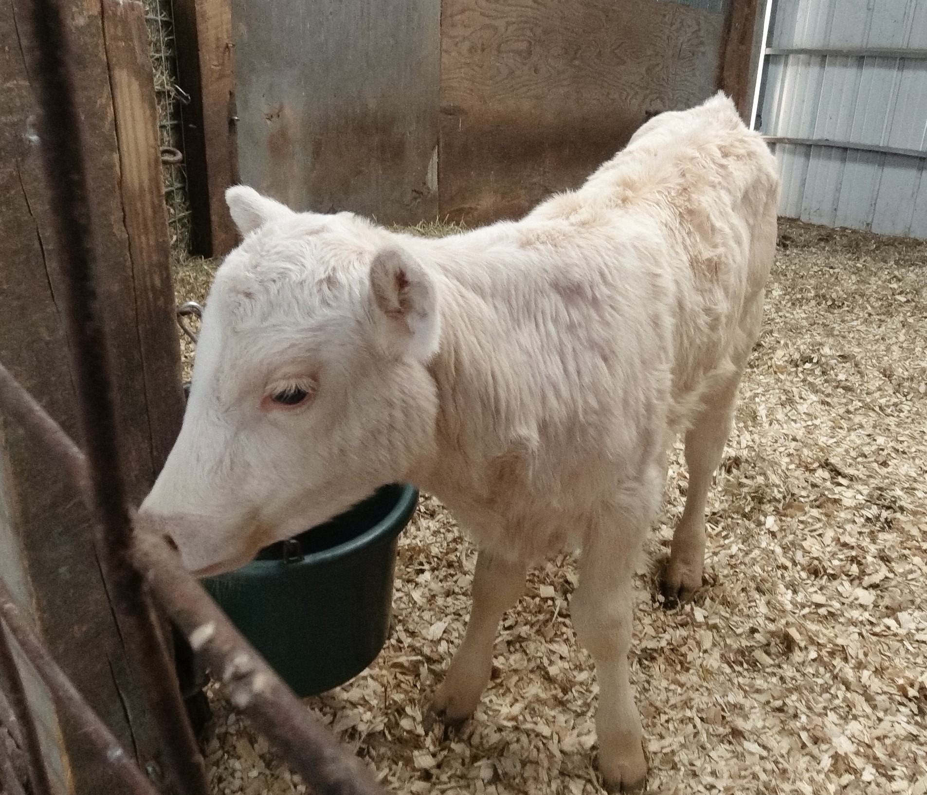 Three-day-old bull calves are selling for $2,200 right now. Three 