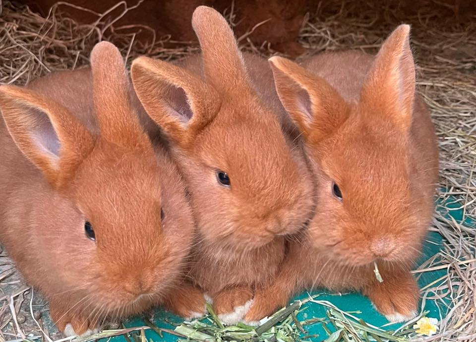 Rabbit Breeding Ireland | Facebook
