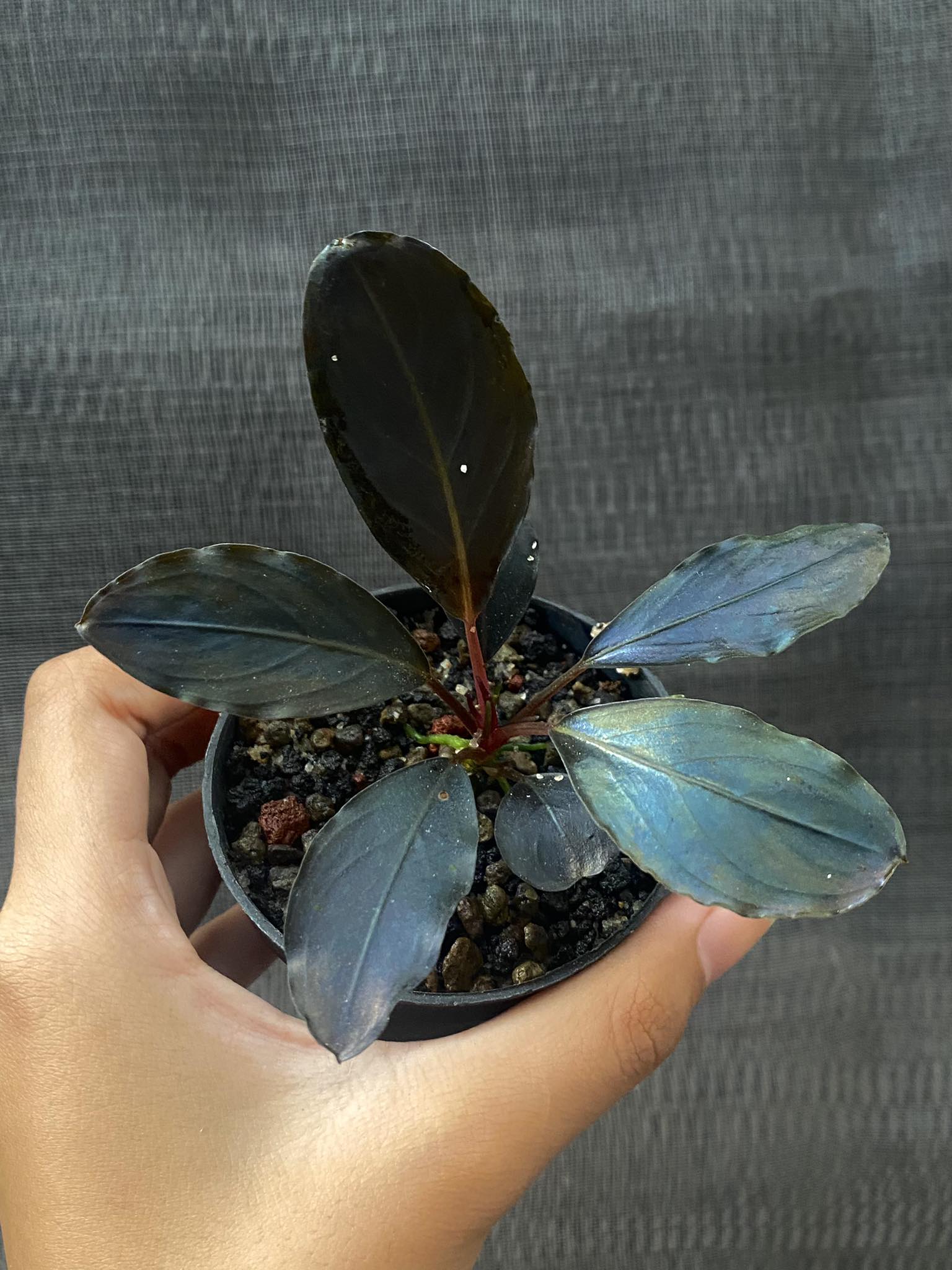 One of the most charming Buce varieties 🌿 Bucephalandra Mahakam