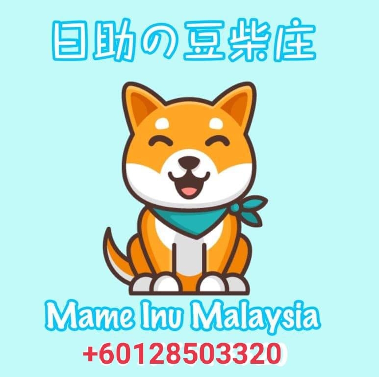 可可爱爱的豆柴来啦🐶🤎 小小一只，圆圆的脸， 走起路来一扭一扭， 每个表情都像在偷偷卖萌🥹 别看体型小， 个性可一点都不小😂 又活泼、又有戏 ...