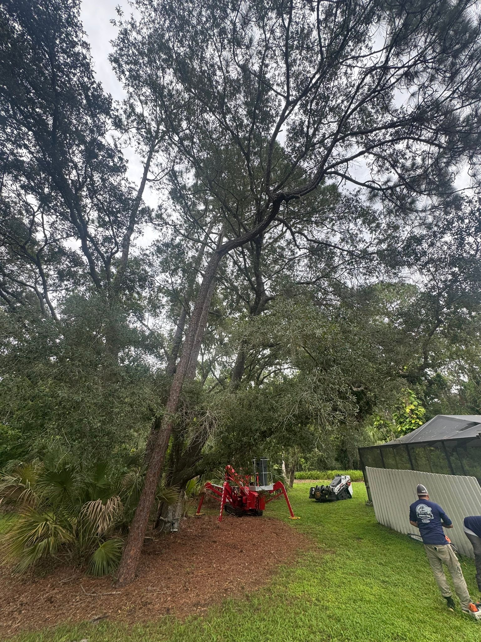 Anthony’s Tree & Stump... - Anthony’s Tree & Stump Service