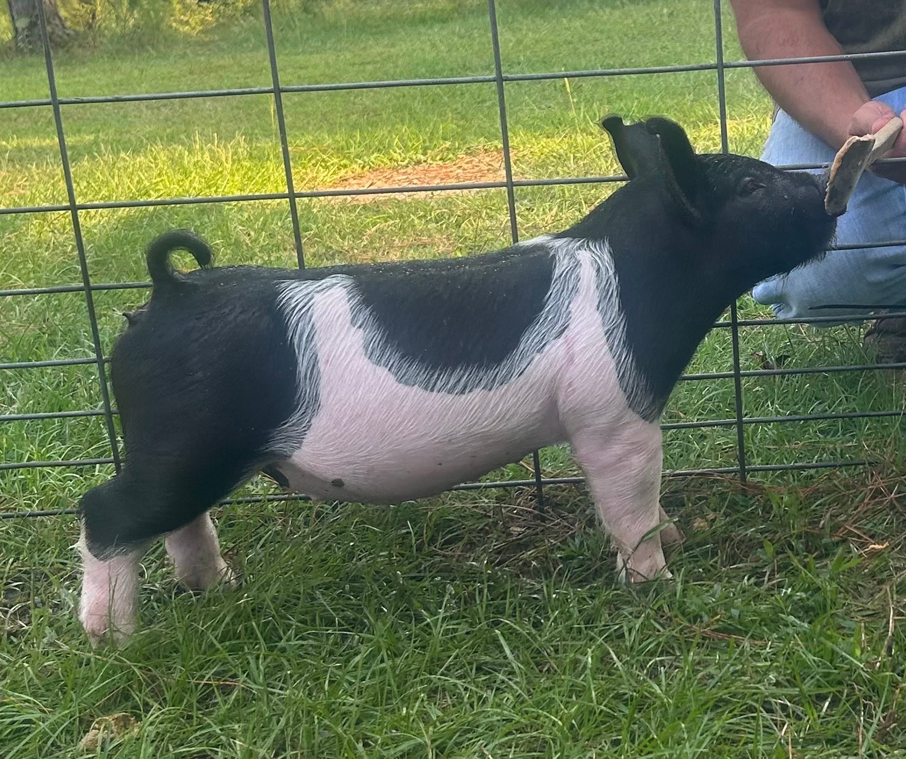 Triple M Show Pigs