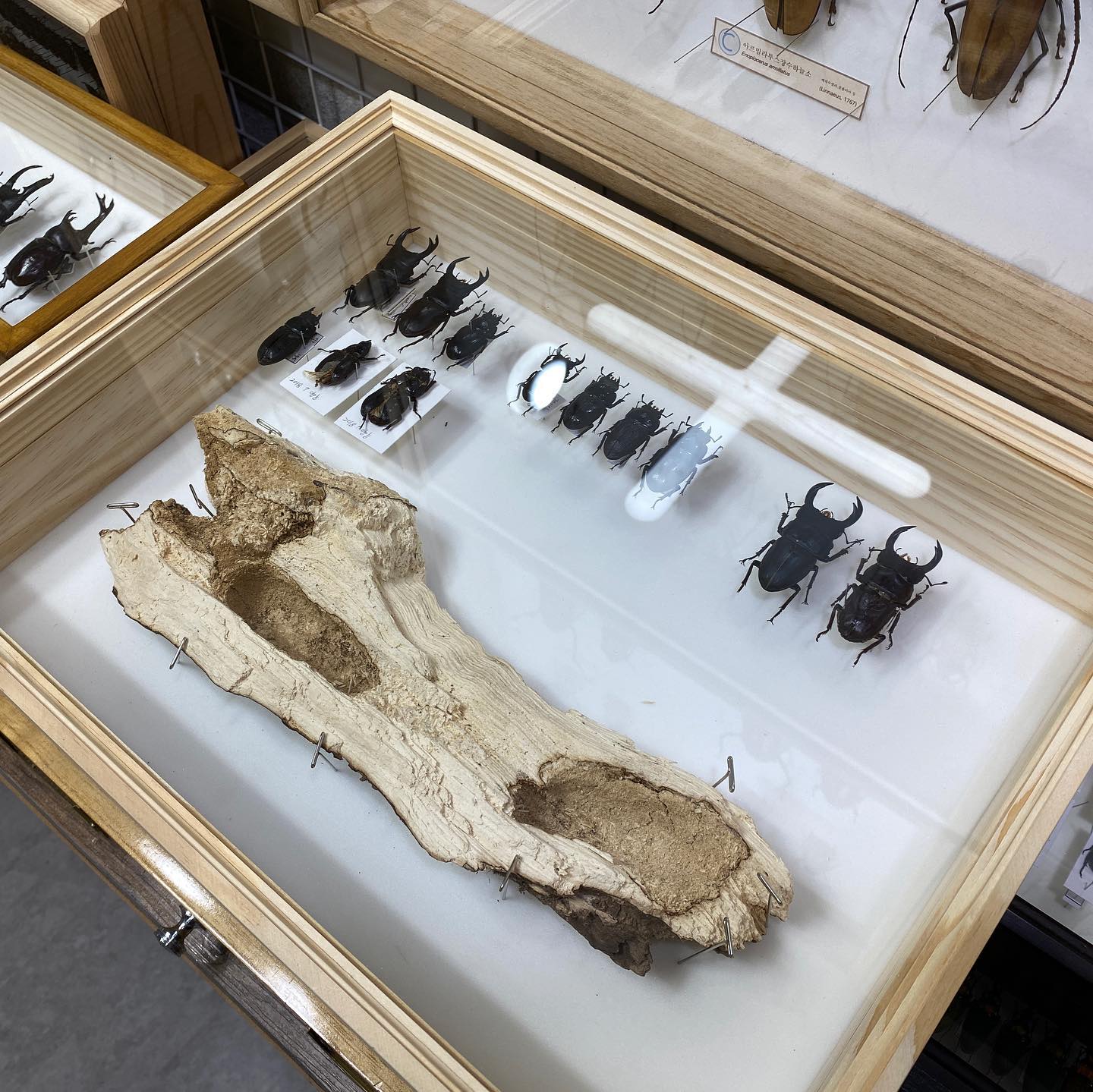 reo_insectshop - Dorcus hopei from S.korea They are really...