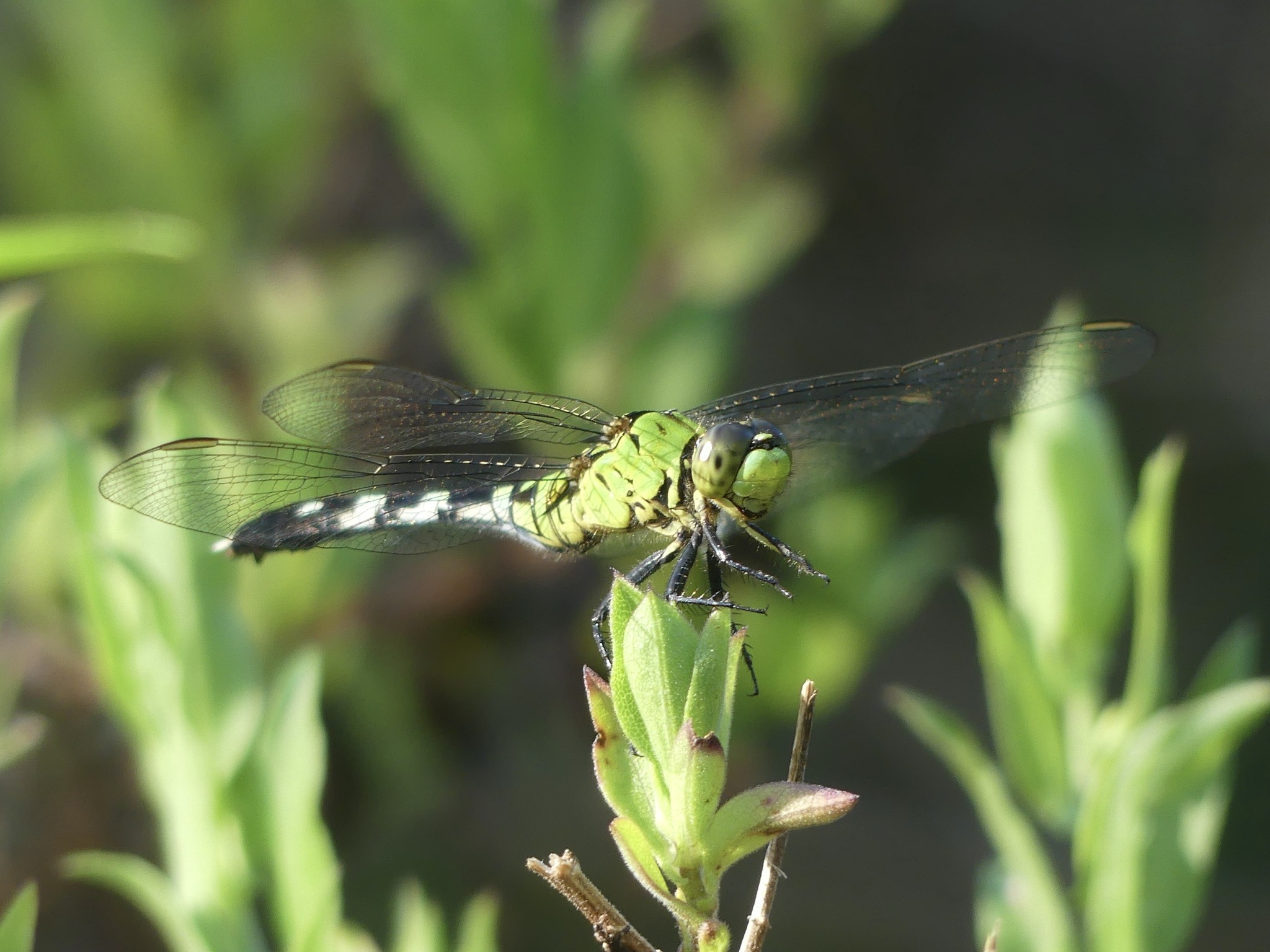 Friends - This dragonfly is, ounce for ounce, probably the most ...