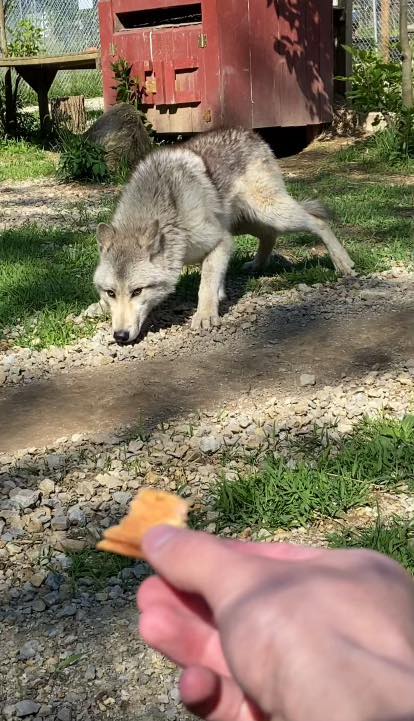 New... - Red Riding Hood Rescue Project - a wolfdog rescue | Facebook