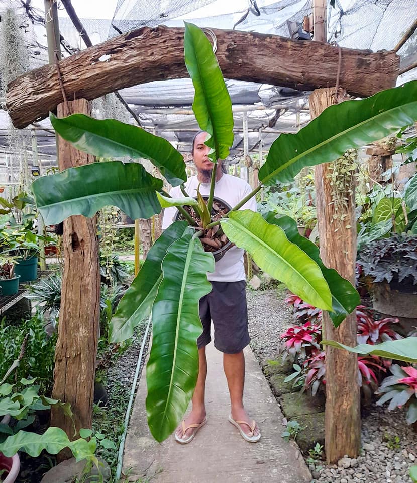Indoor Plants Cebu 224 Photos Nurseries & Gardening Store 6000