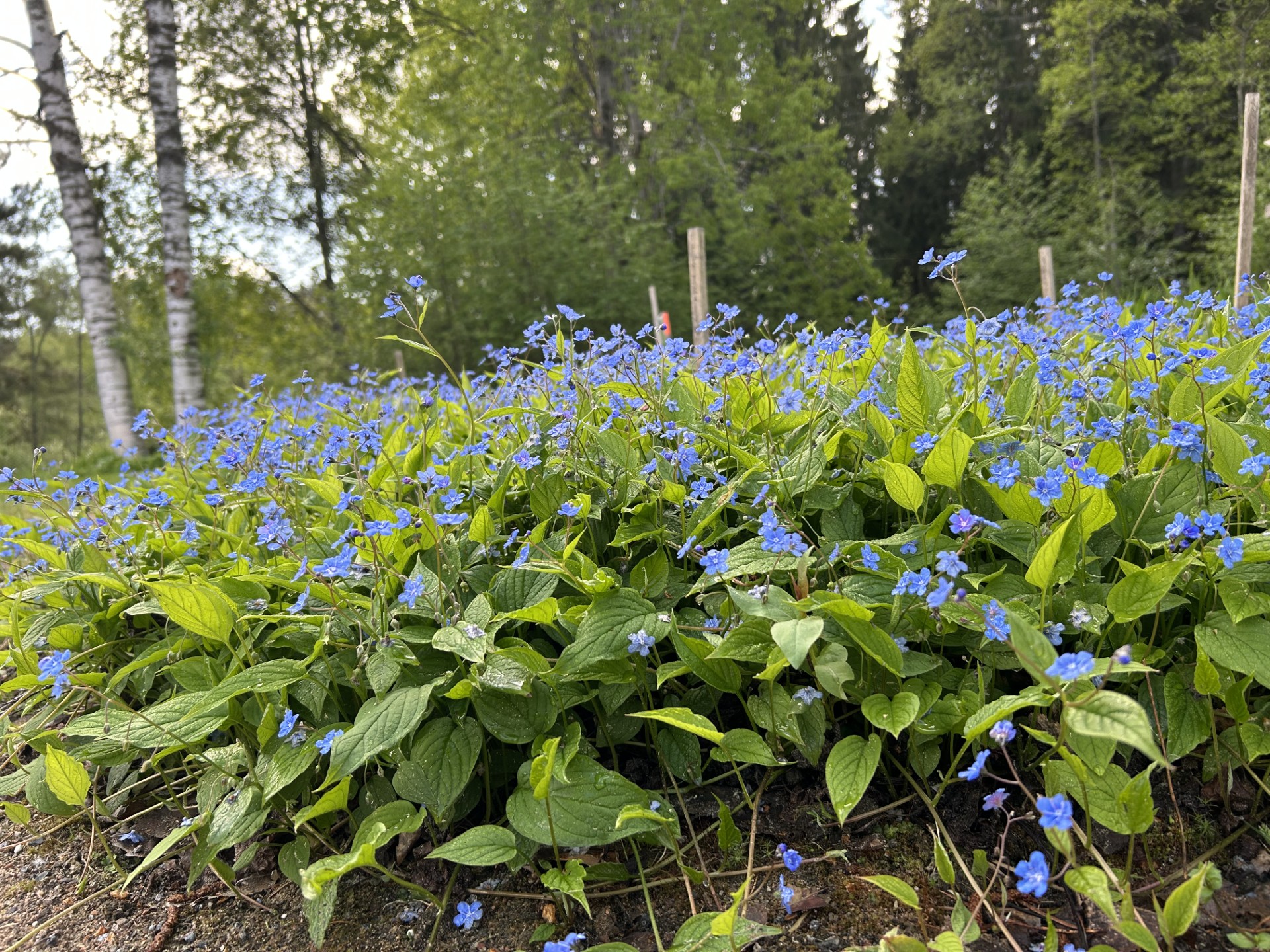 Kuopion alavan seurakunta kuopion alavan seurakunta