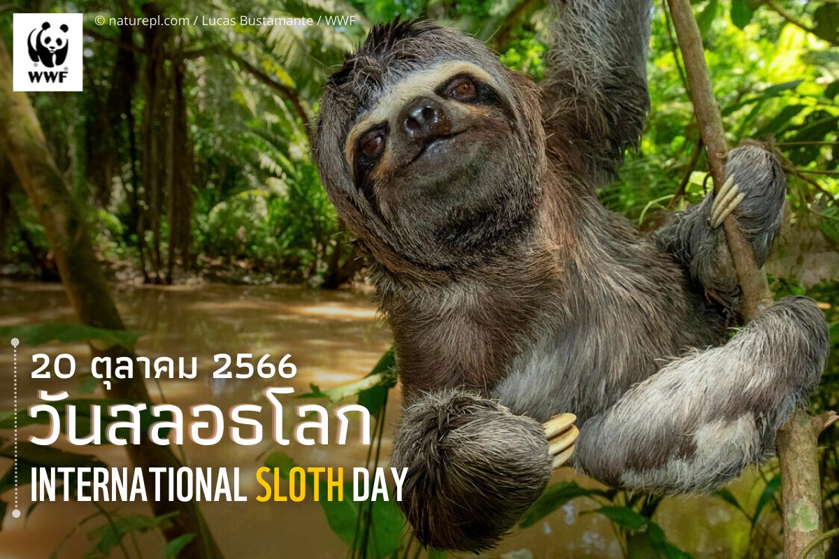 WWF Thailand - 🦥 วันที่ 20 ตุลาคมของทุกปี ตรงกับ... | Facebook
