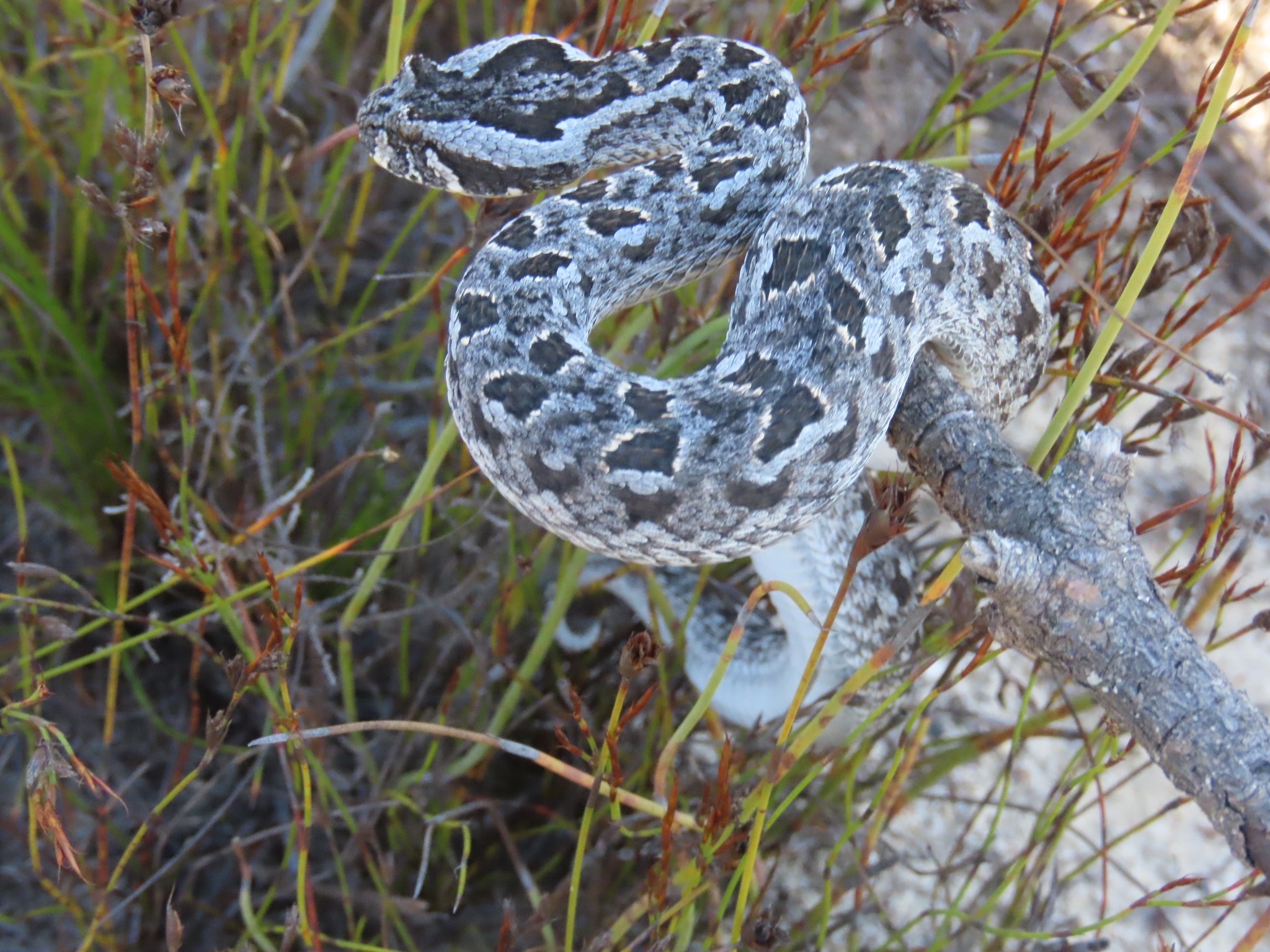 Bitis rubida / Rooi adder, is a... - Witzenberg Adventures