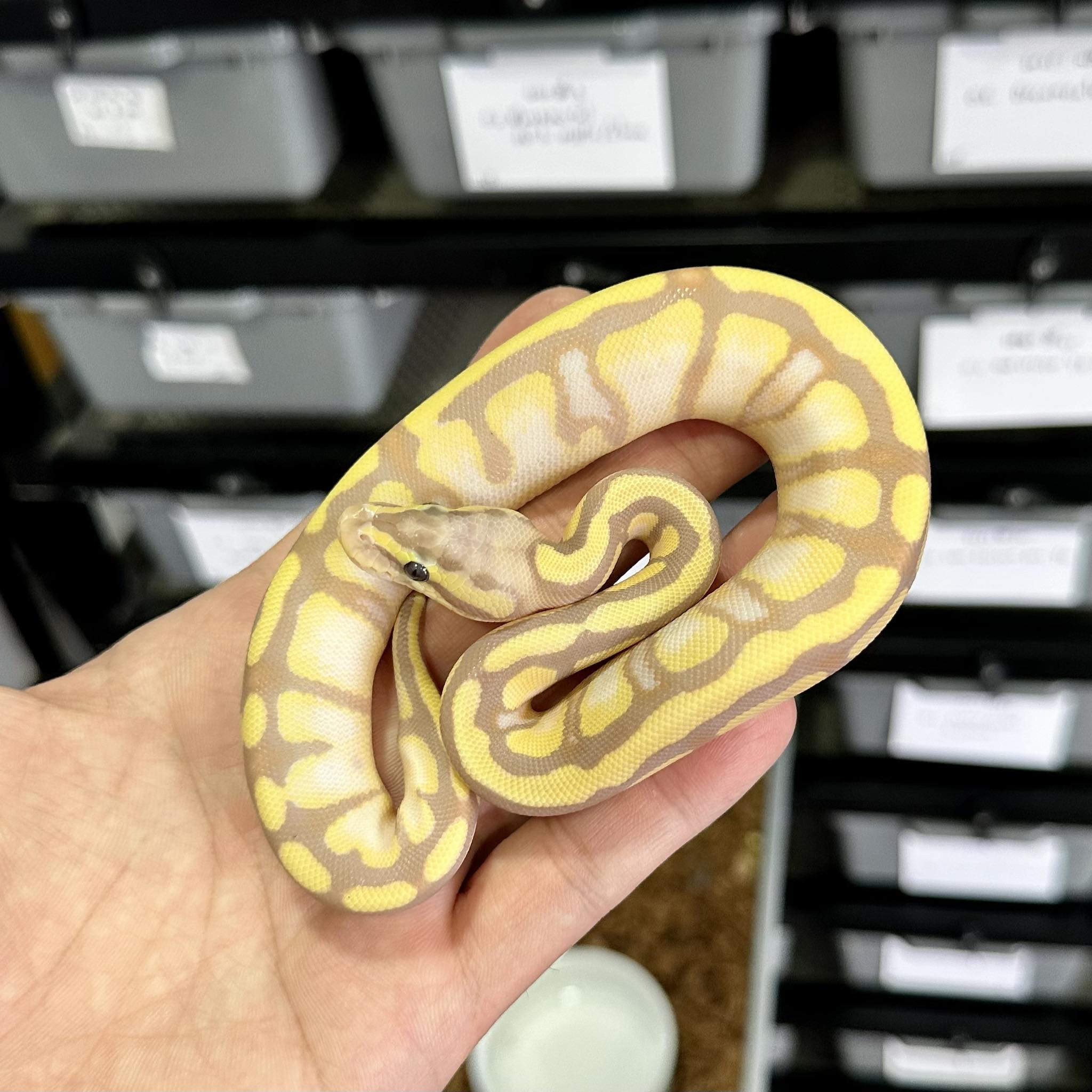 PondPython Farm | Lop Buri