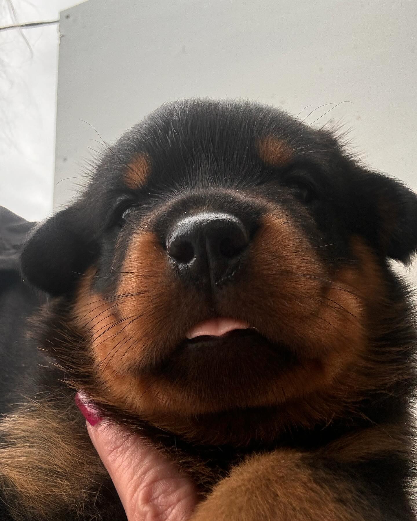 Von Der Hause Roush Rottweilers | Yucaipa CA