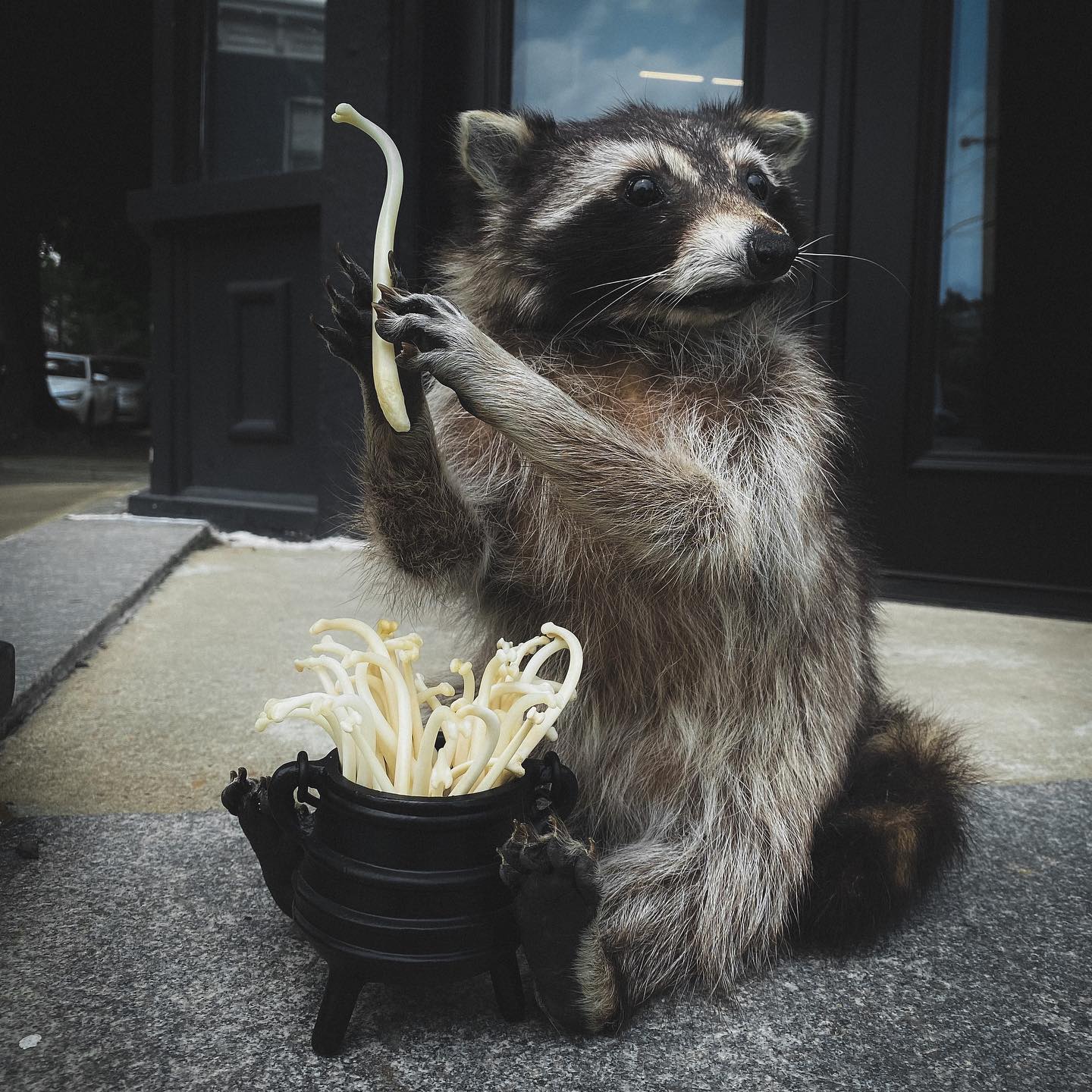 The raccoon baculum are back, baby! These bones are JUMBO! $8/ea  display picture 1