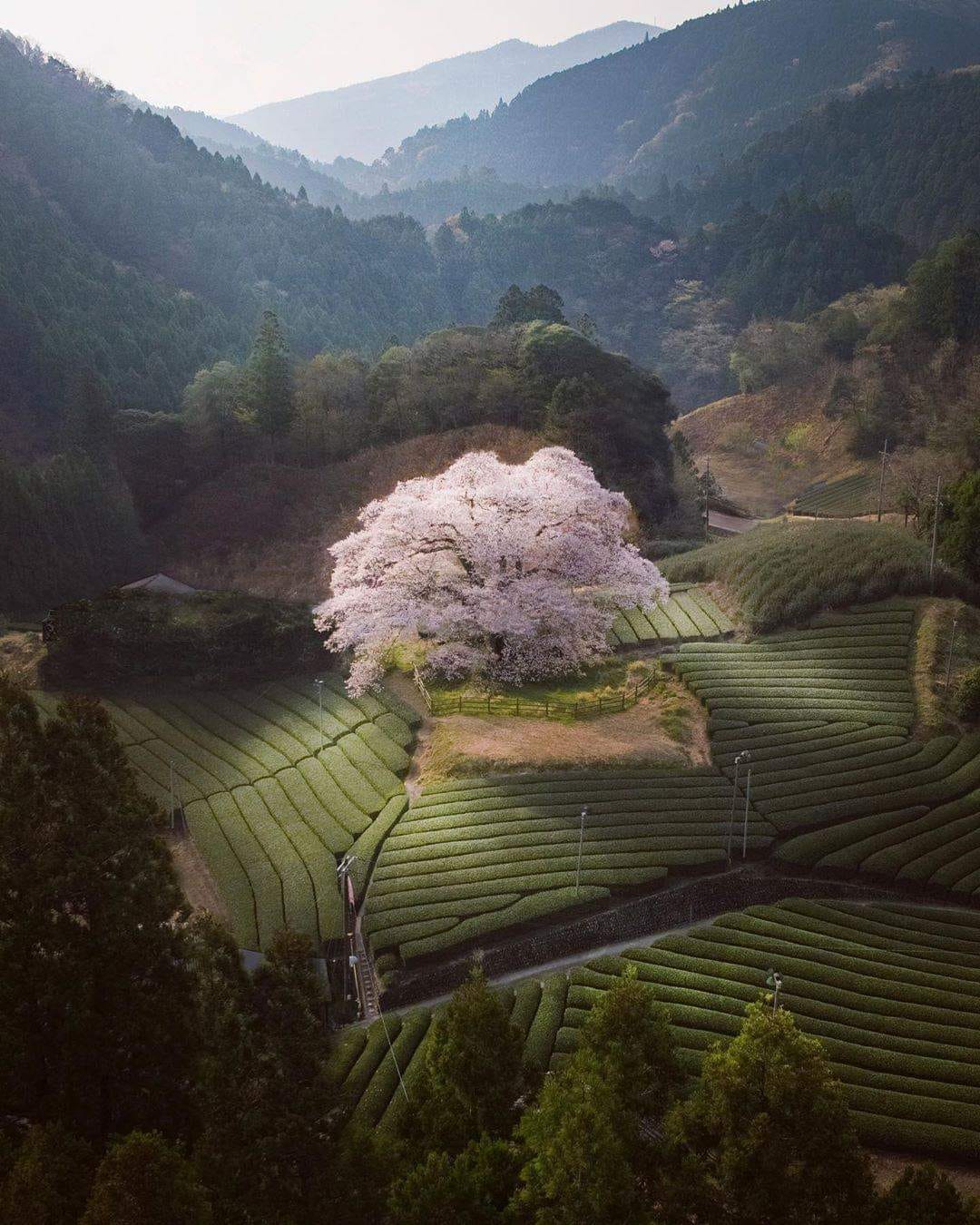 Beautiful cherry blossom in Shizuoka, Japan. Photo by @ui_hii618love.