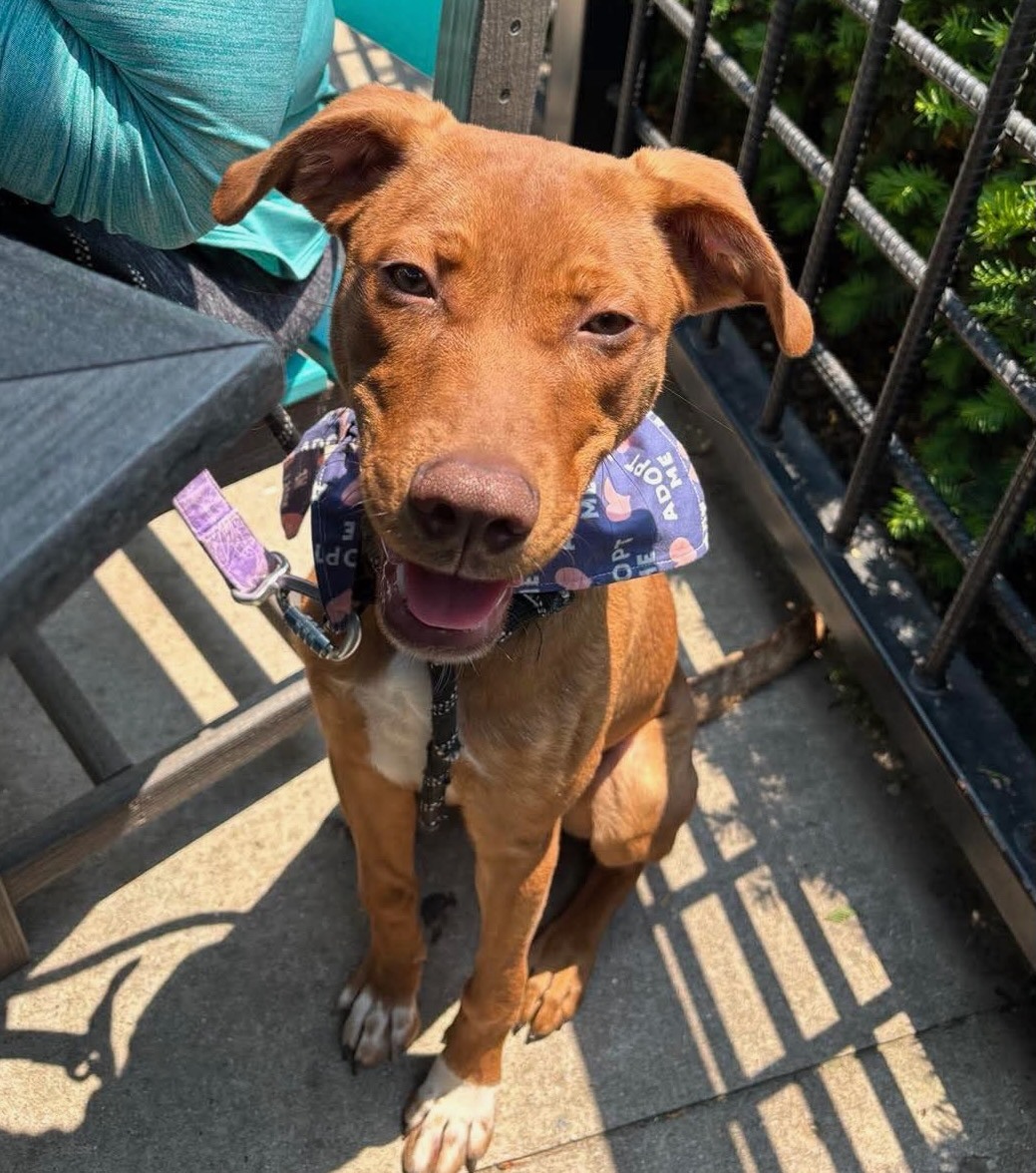 📣📣📣O'Conner is the... - Project Hope Animal Rescue Foundation | Facebook