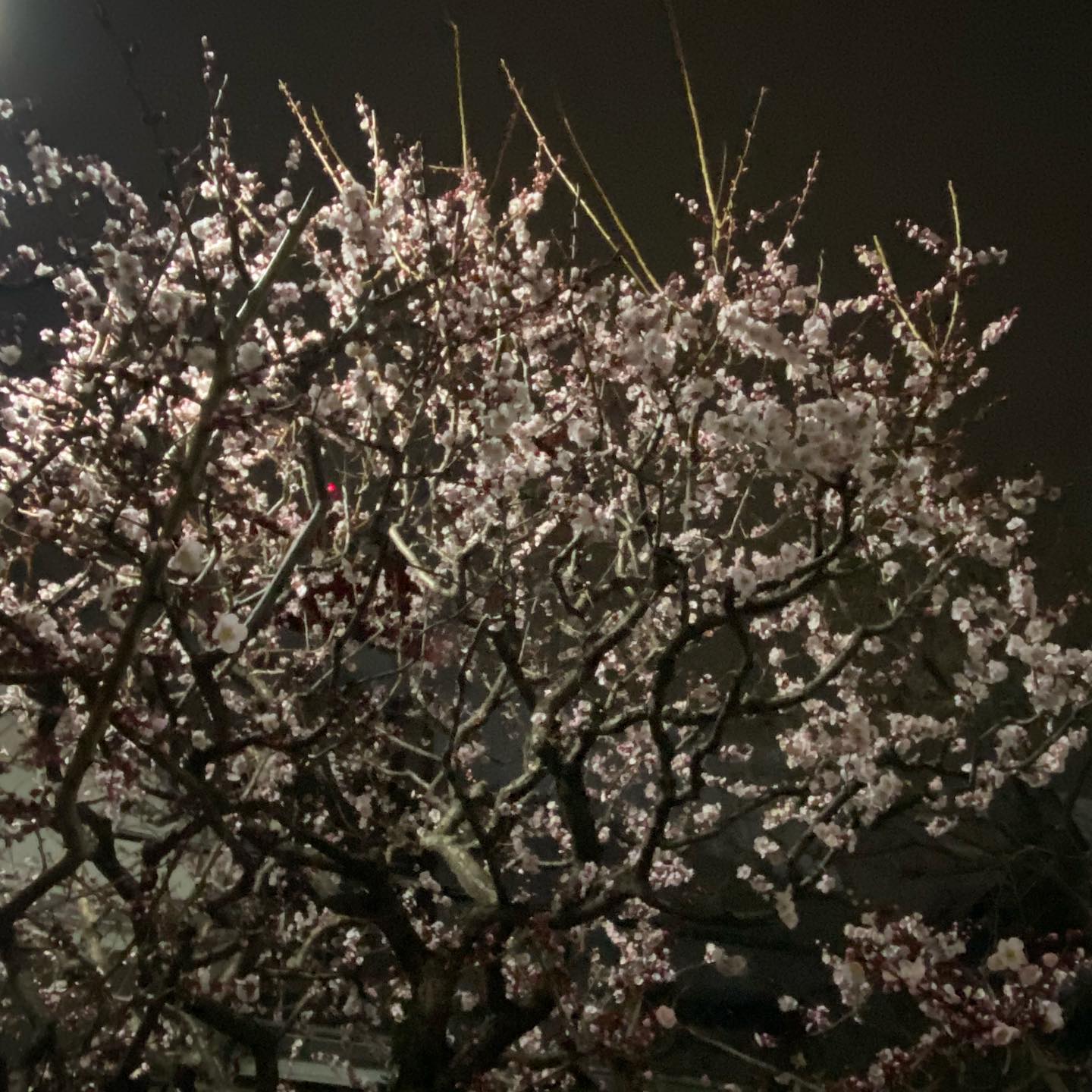 花以想の記 - 春の夜の闇はあやなし 梅の花 色こそ見えね 香やは隠るる 『古今和歌集』春歌上 凡河内躬恒...