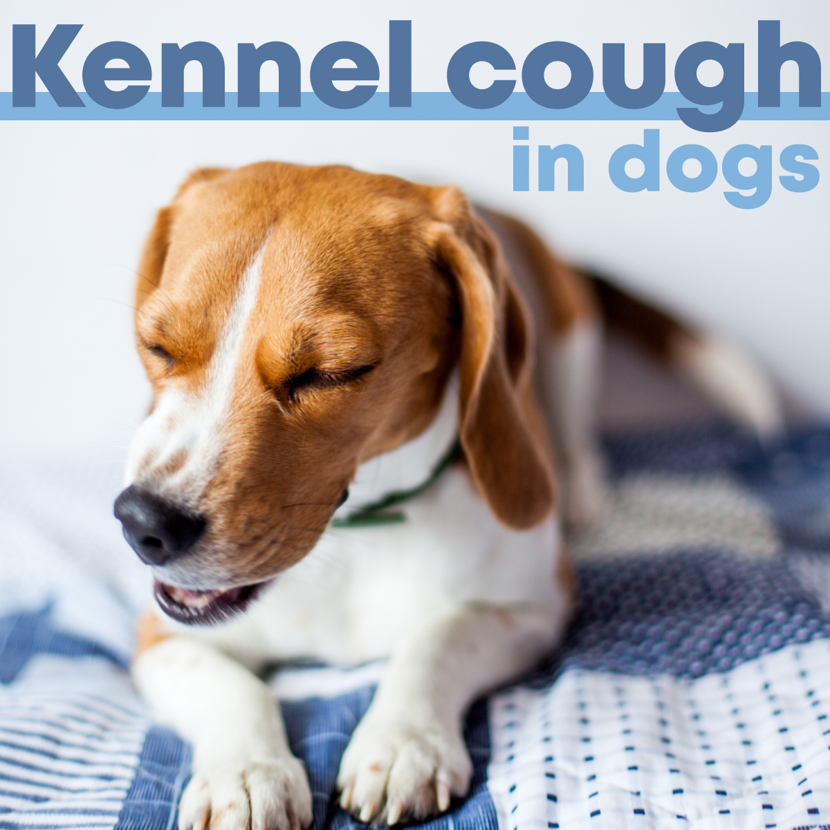 Cambrian - What is kennel cough? Kennel cough is an airway infection ...