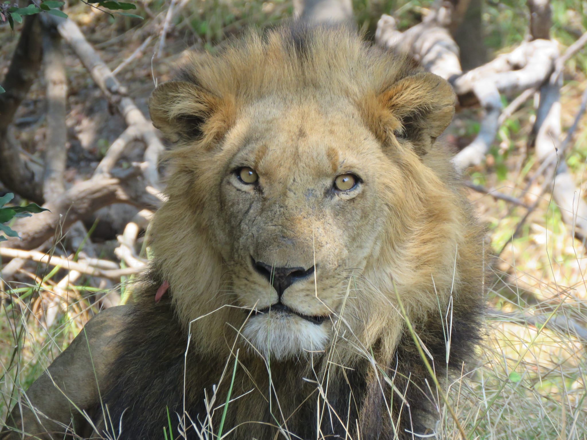 🌿 Explore the Beauty of Kafue National... - Mapunga Bush Camp | Facebook