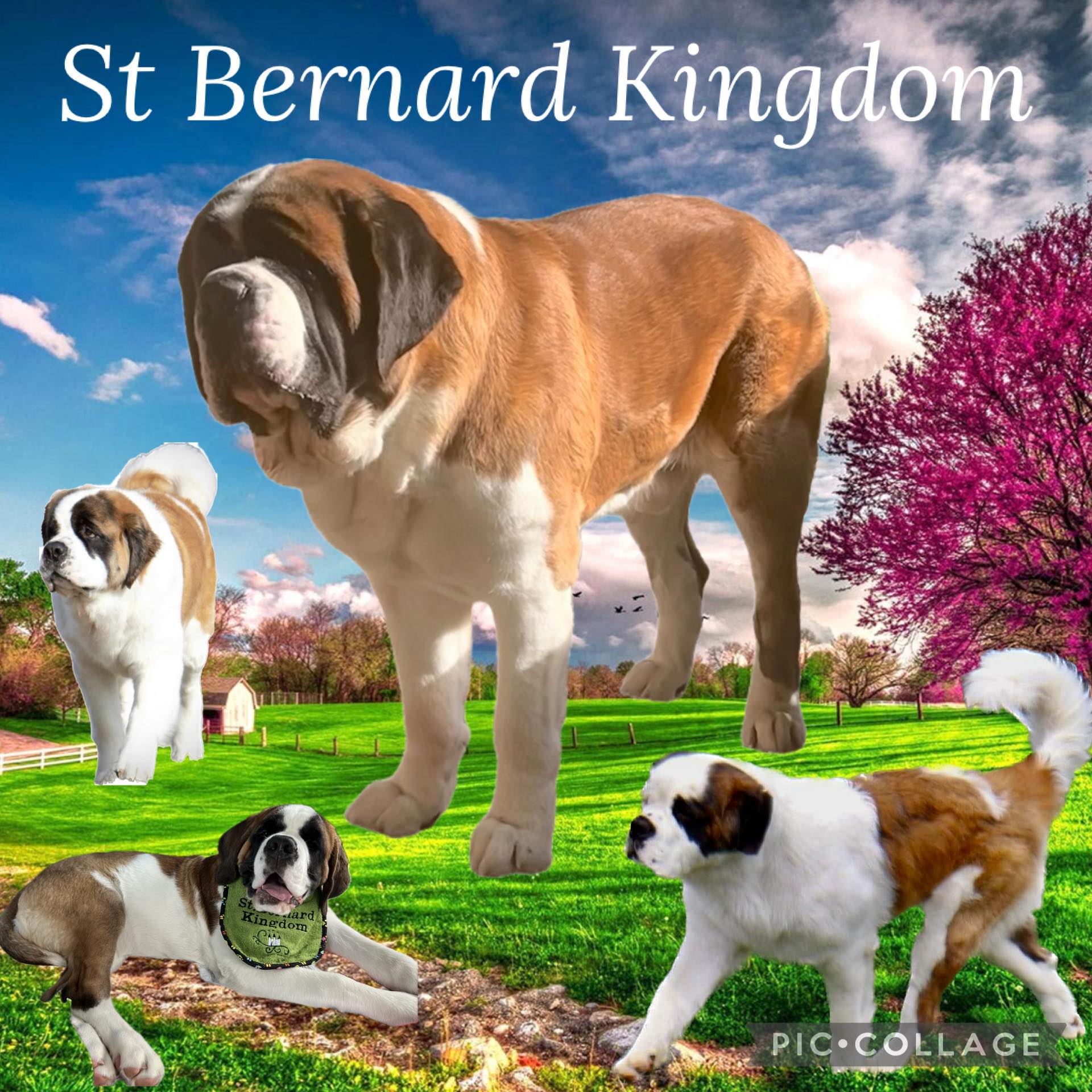 St Bernard Kingdom | Birmingham AL