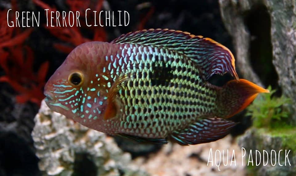 Paddock Farm - 🚨 That time again...🚨 Fish Delivery 🚨 🔉 ⭐...