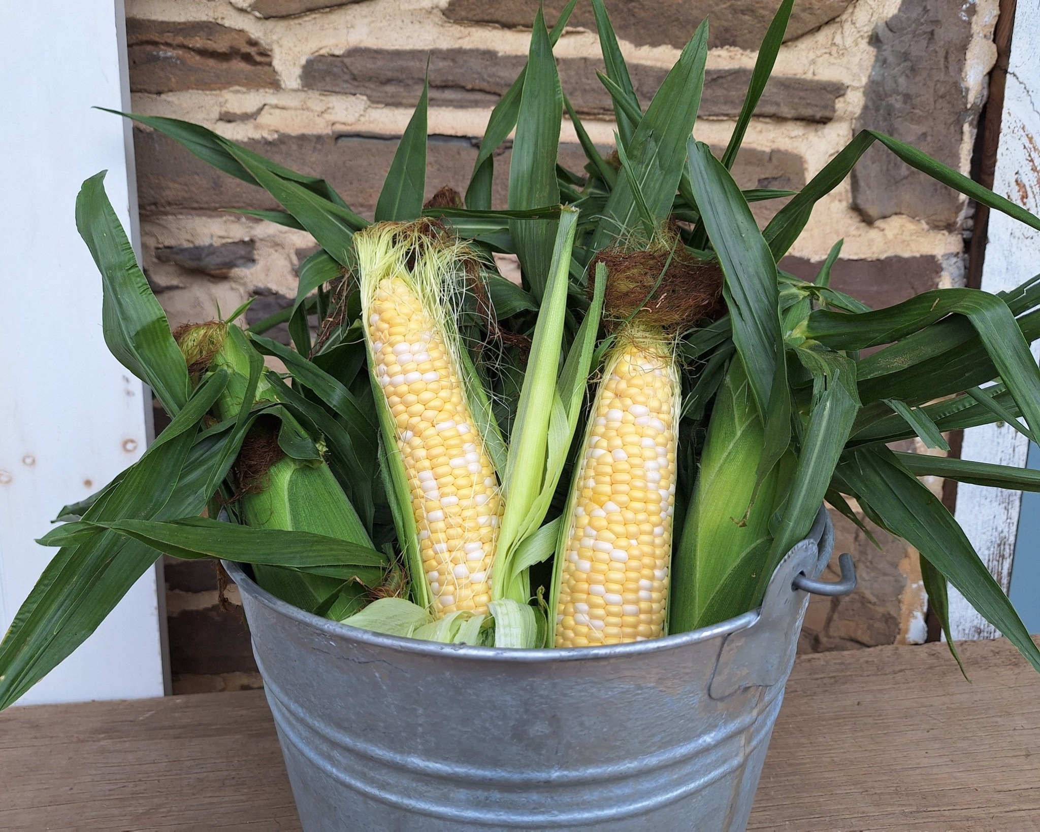Roth Center for Sustainable Agriculture | North Wales PA