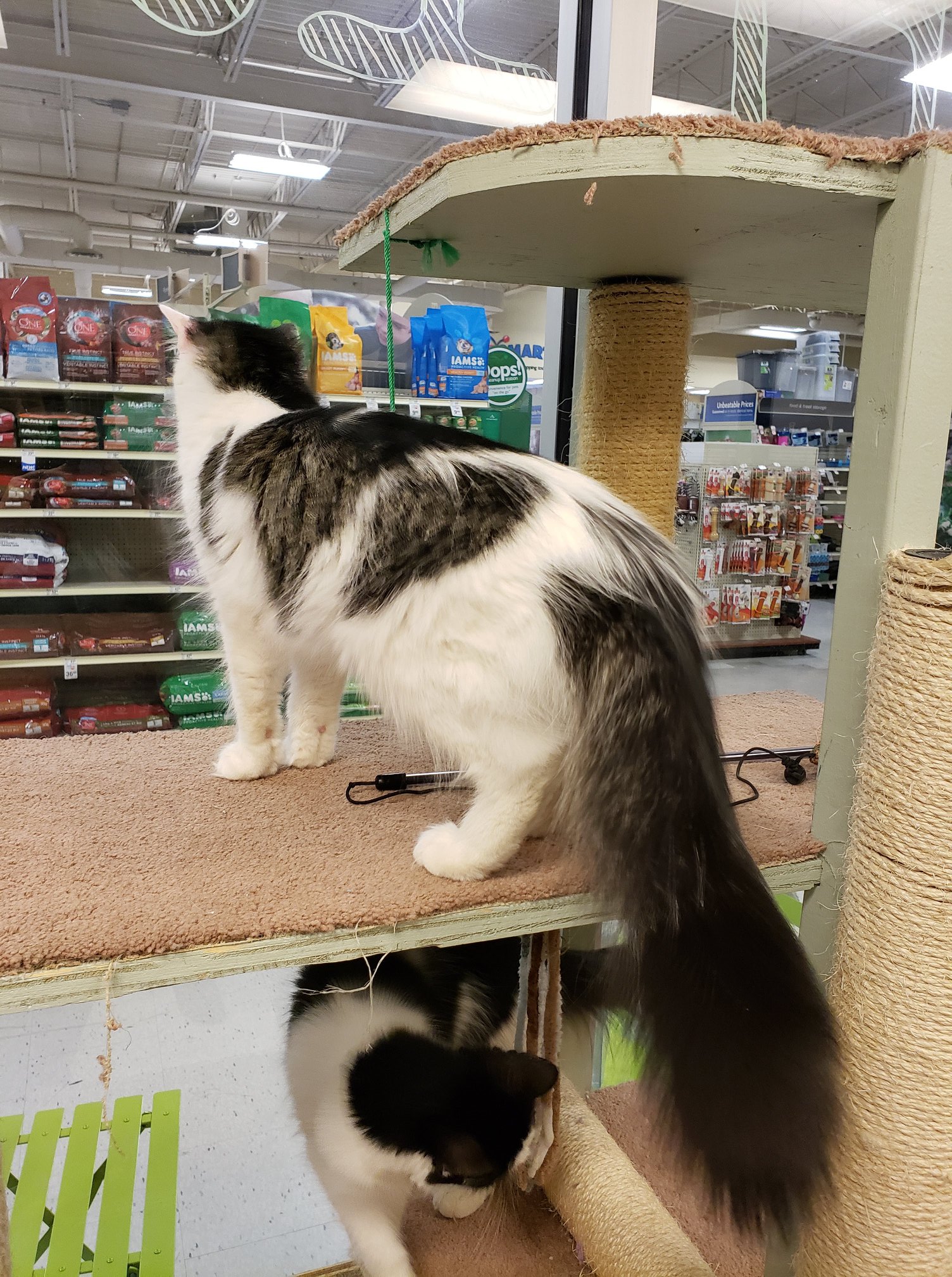 Meet Daisy and... - Toronto Cat Rescue - Waterloo Region | Facebook