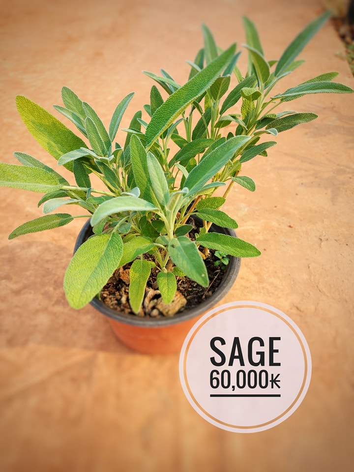 ຜັກສວນຄົວ Love gardening | Vientiane