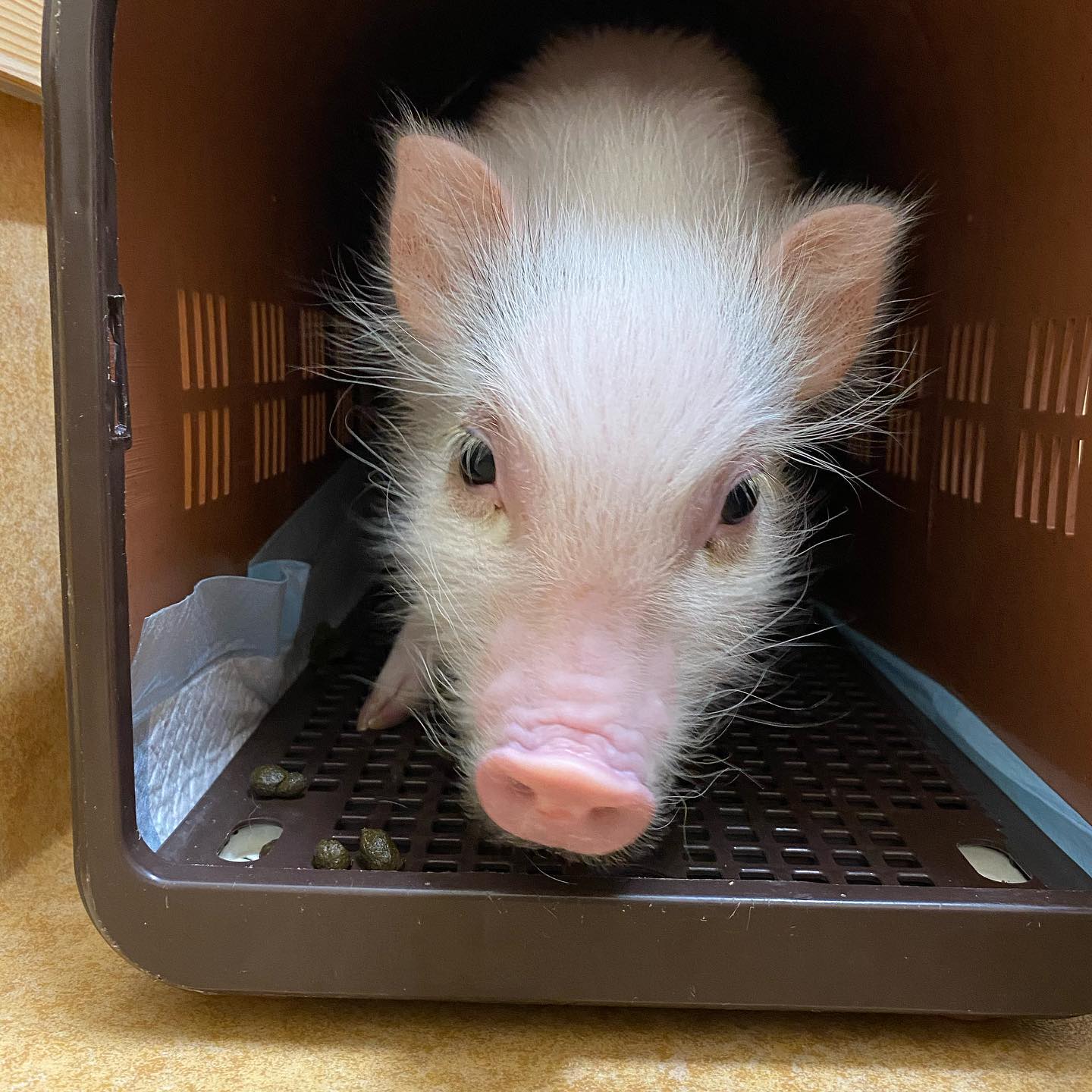 日本ペット診療所 動物病院 ホーム Facebook